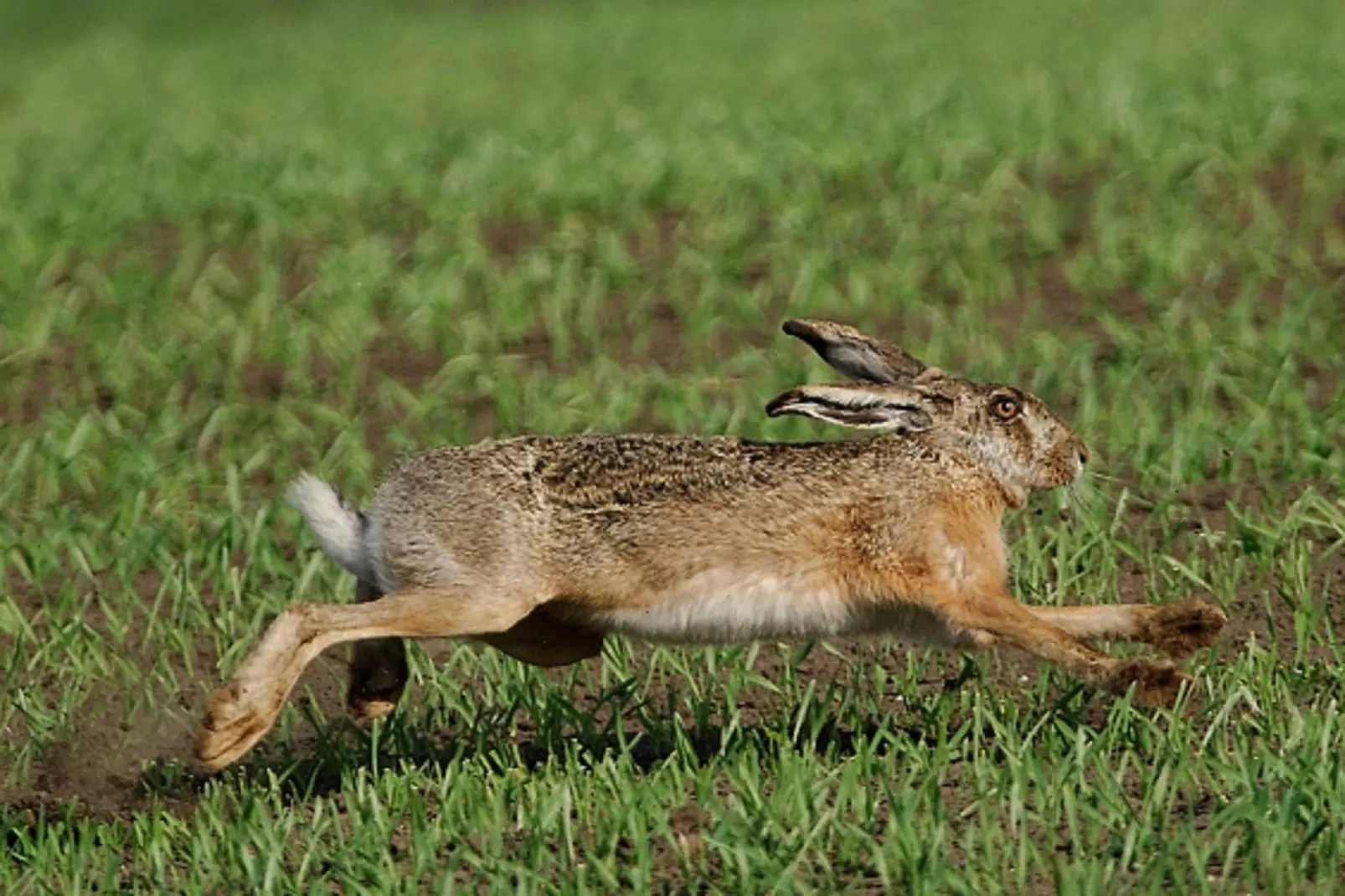 Casa Rosolina Due-Areas within 1km in summer