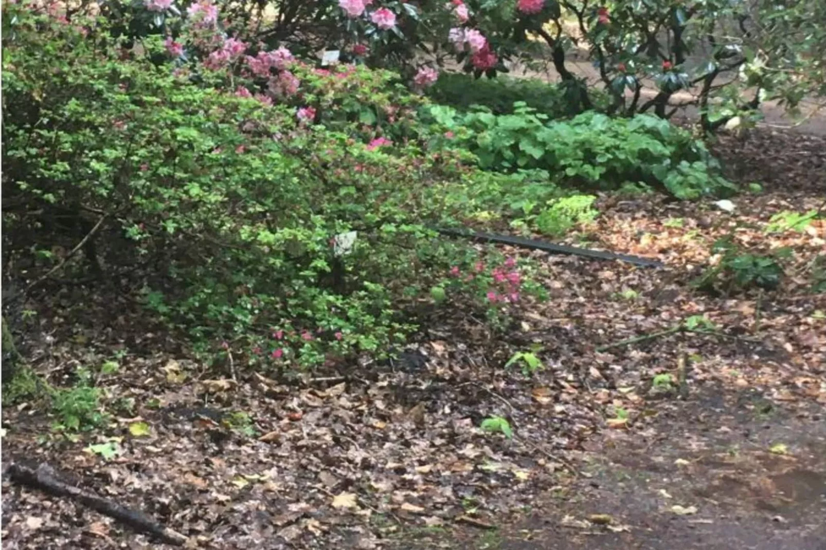 109045-Jardins en été