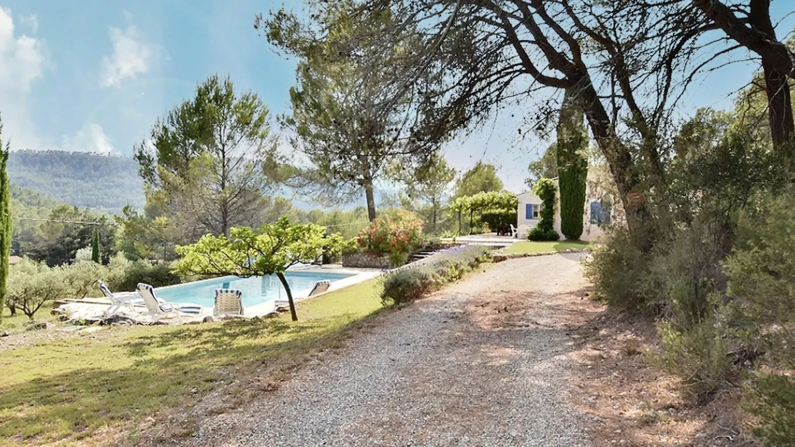 Lomandra - Gardens in summer