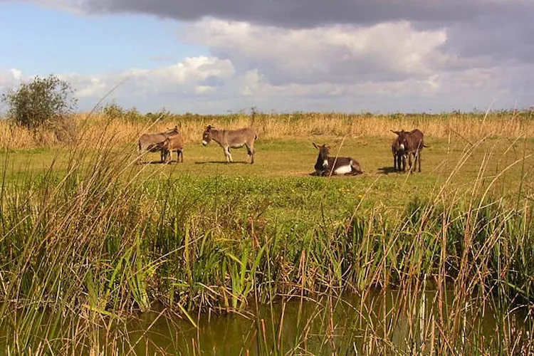 Holiday home Les Sables d´Olonne - View in summer