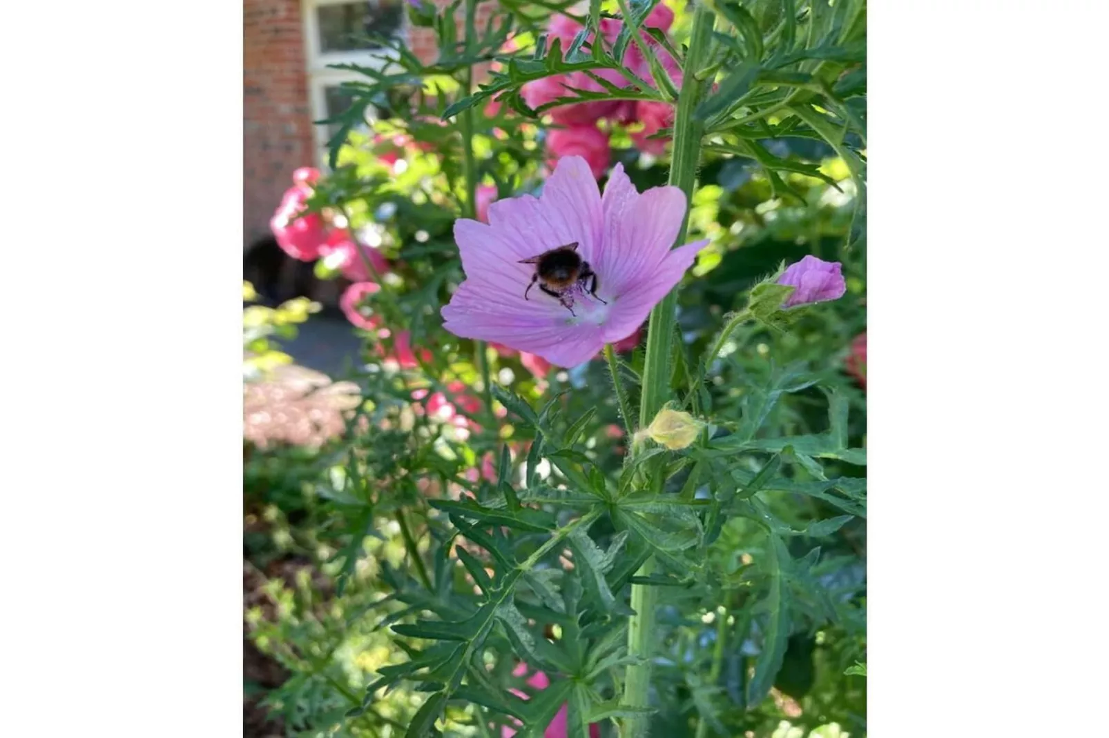 389318-Gardens in summer