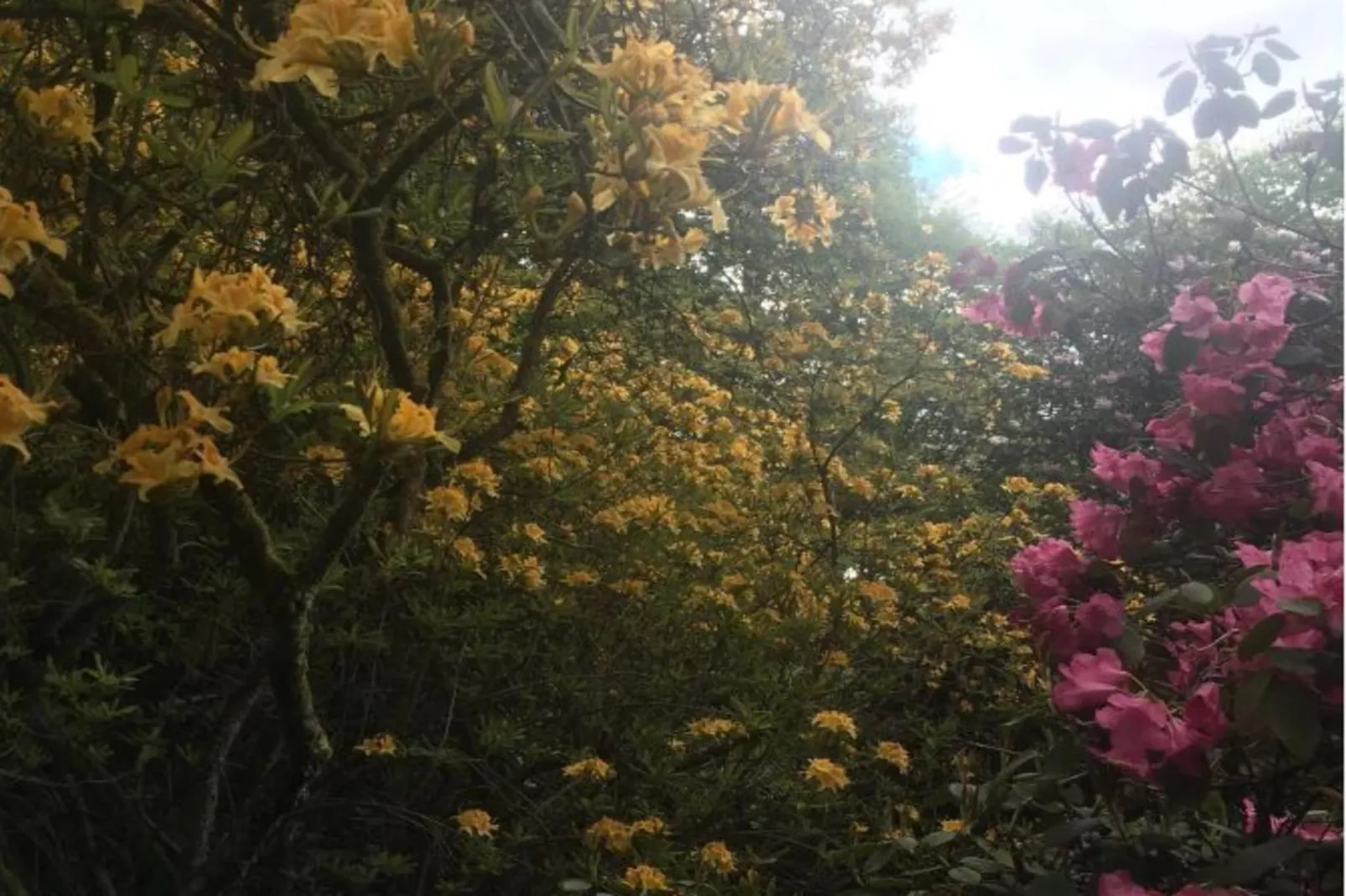 109045-Jardins en été