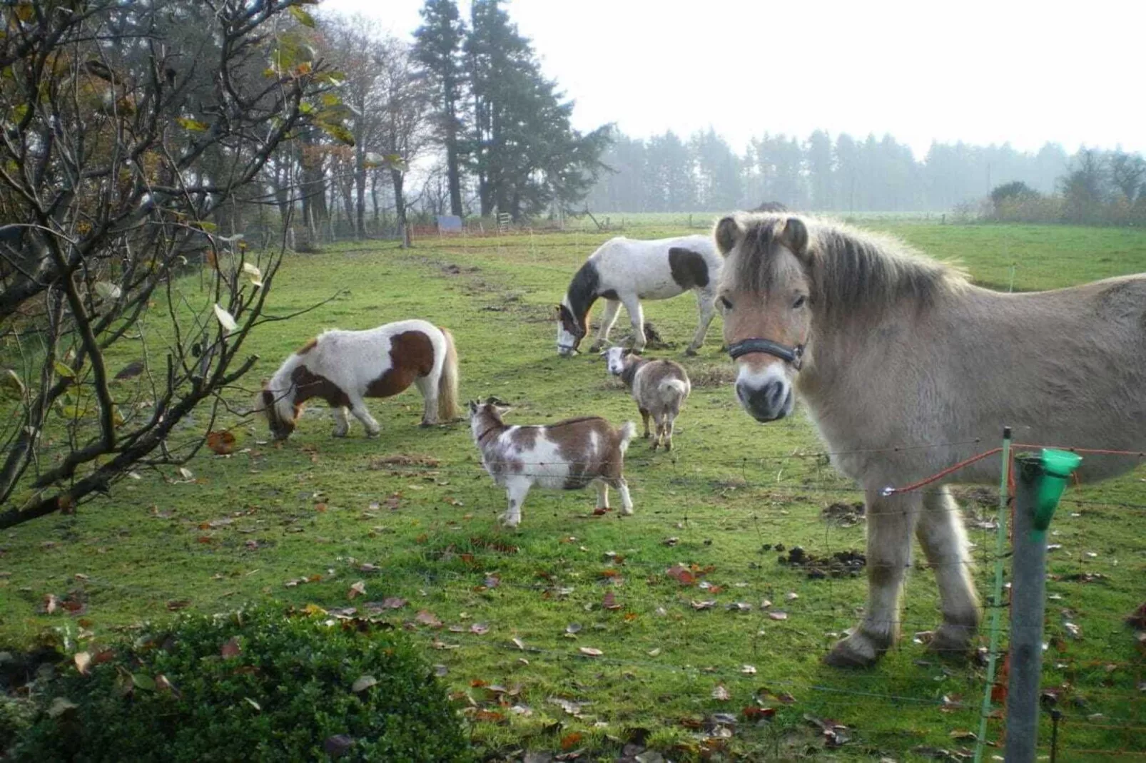 4315-Jardins en été