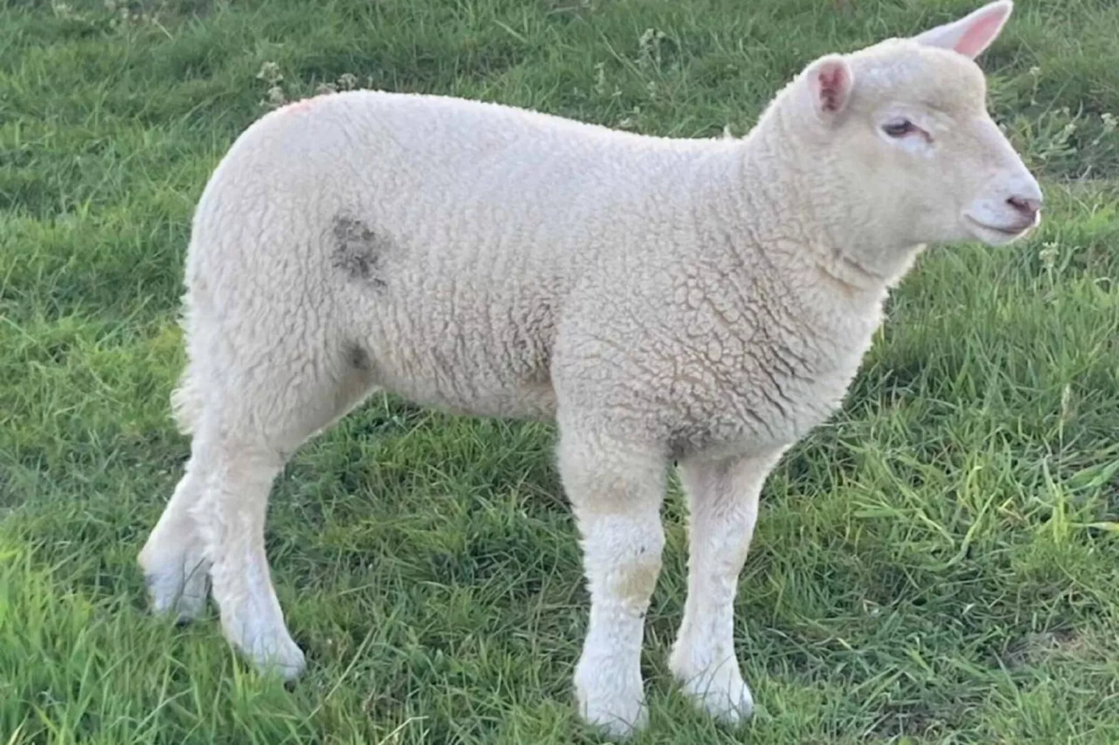 743418-Jardins en été