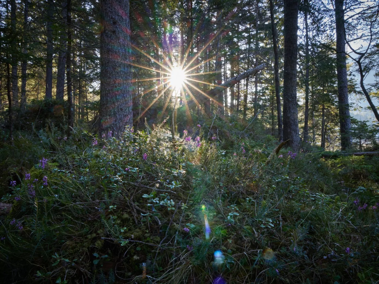 Appartement in Garmisch-Partenkirchen mit Großem Balkon - Image-tags.info