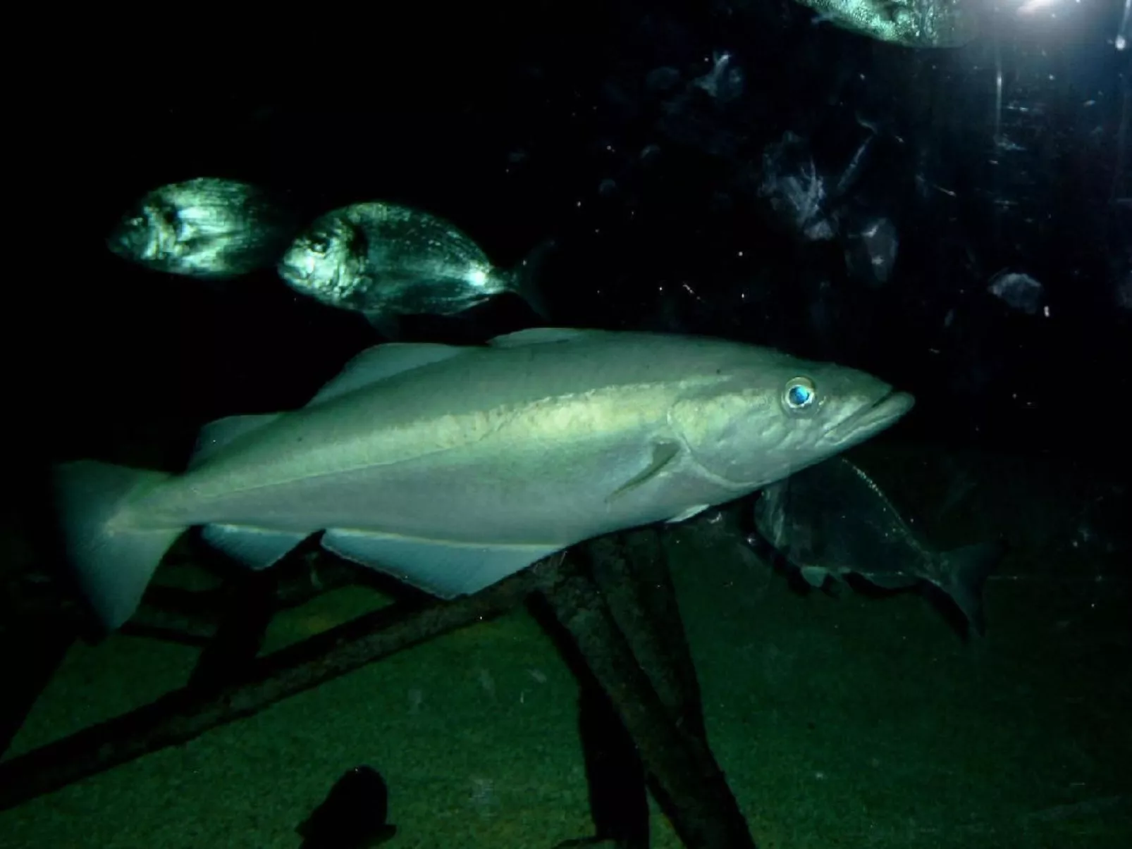 Haus Stella Maris mit Bootssteg - All Inklusive - Image-tags.info