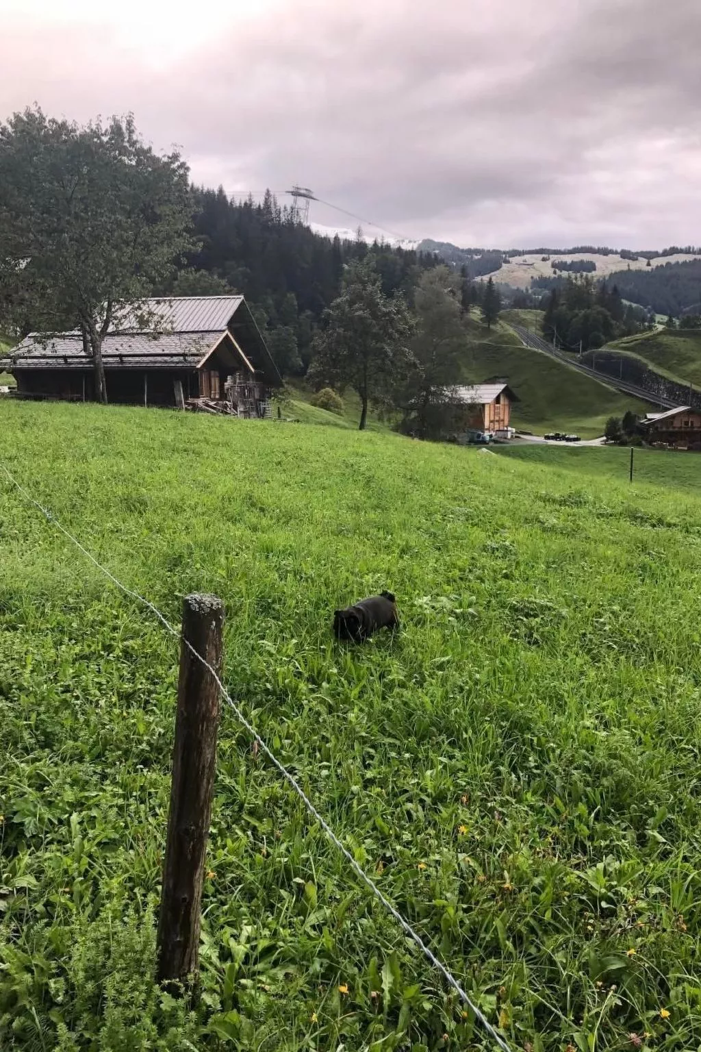 Im grünen - Image-tags.info