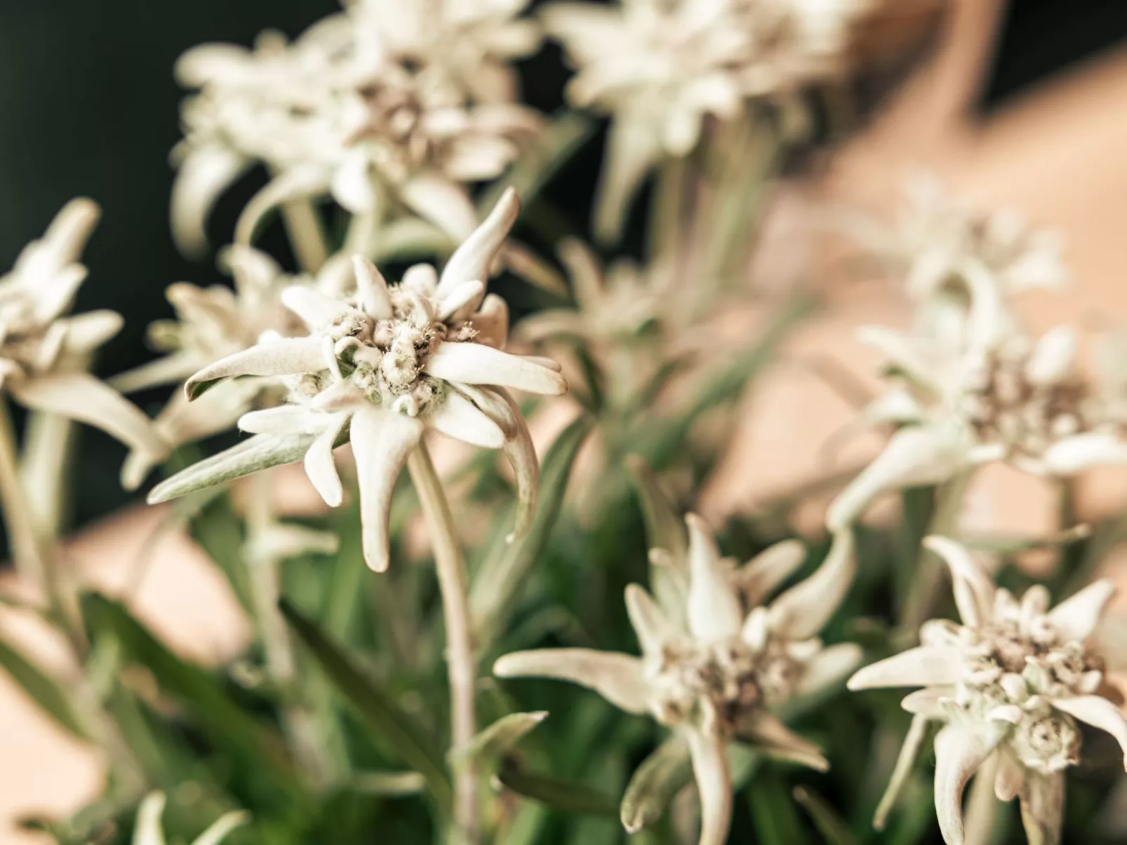 Apart  Bieles NEU - Image-tags.info