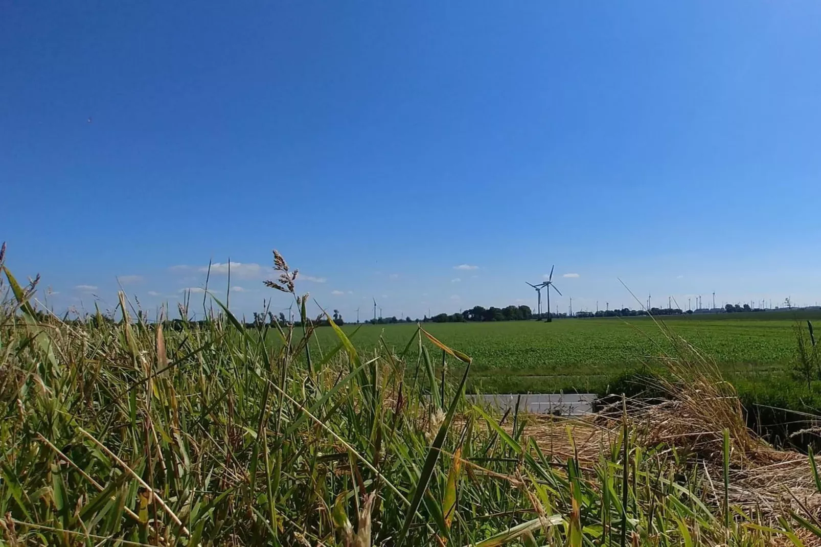 111107-Gardens in summer