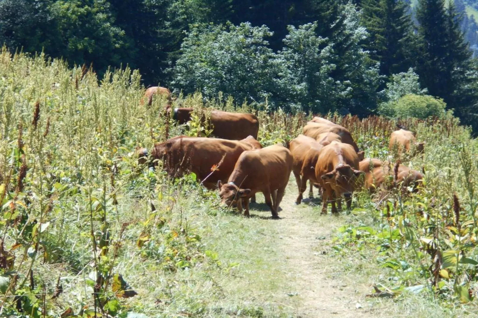 Les Cochettes N°166 - 4P8-Gebiete Sommer 20 km