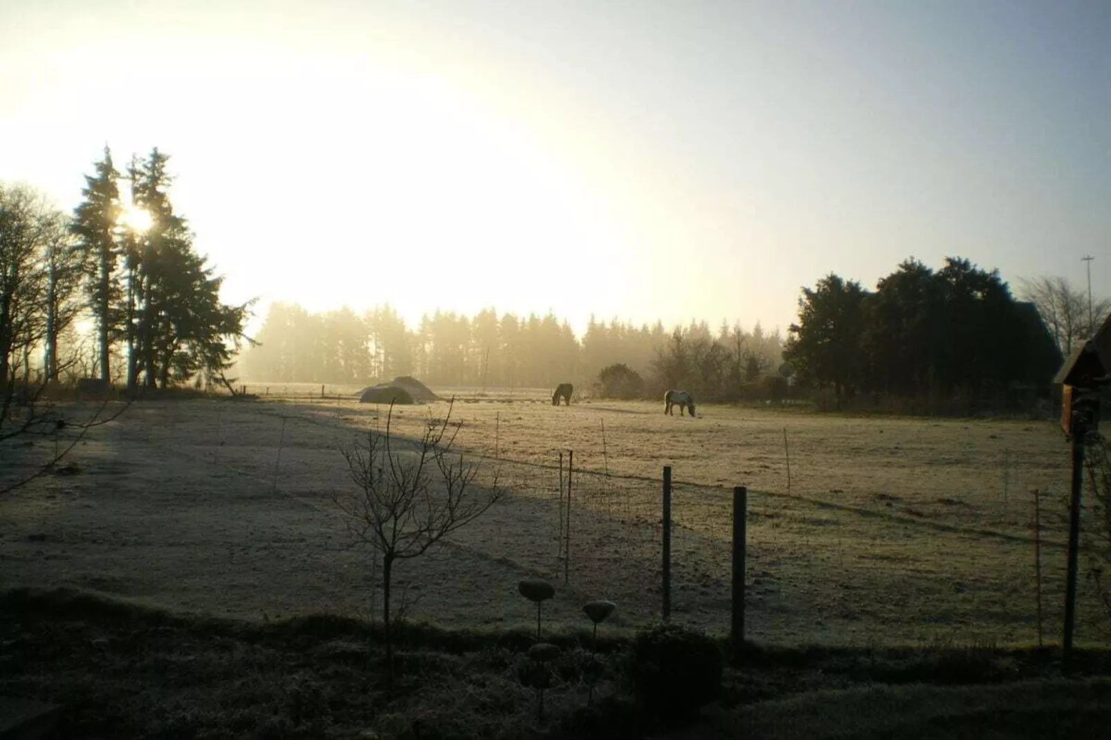 4315-Jardins en été