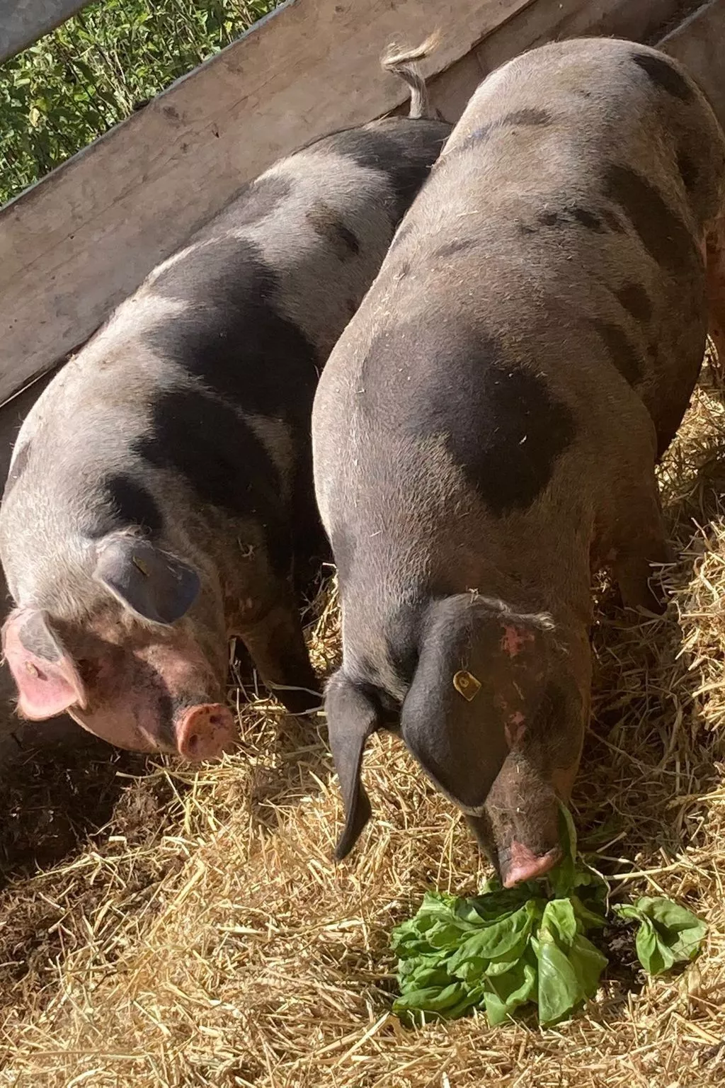 Der Bauerngarten - Image-tags.info