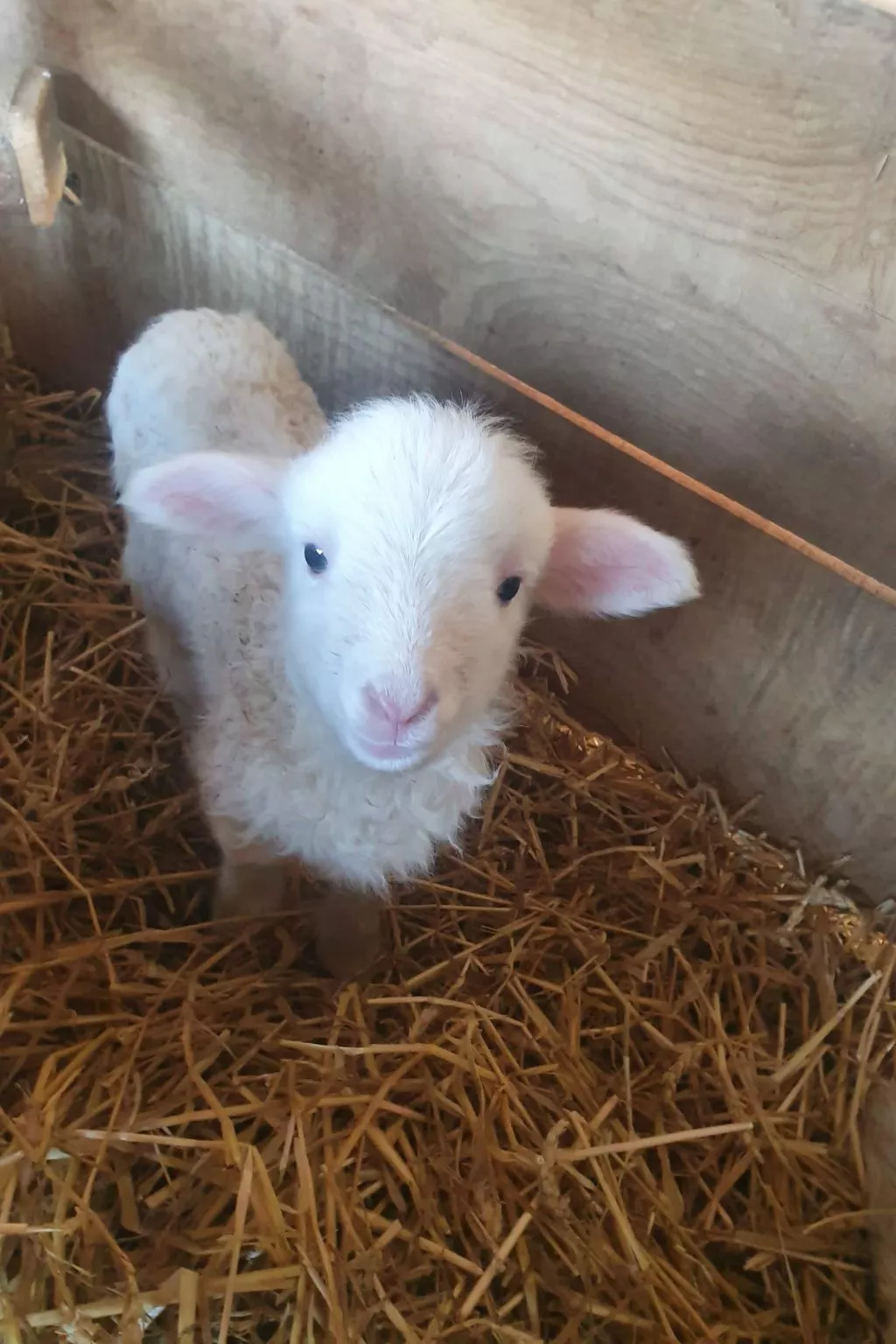 Appartement Apollo in der Wohlfühloase am Trausdorfberg mit Sauna Whirlpoolnutz-Image-tags.info