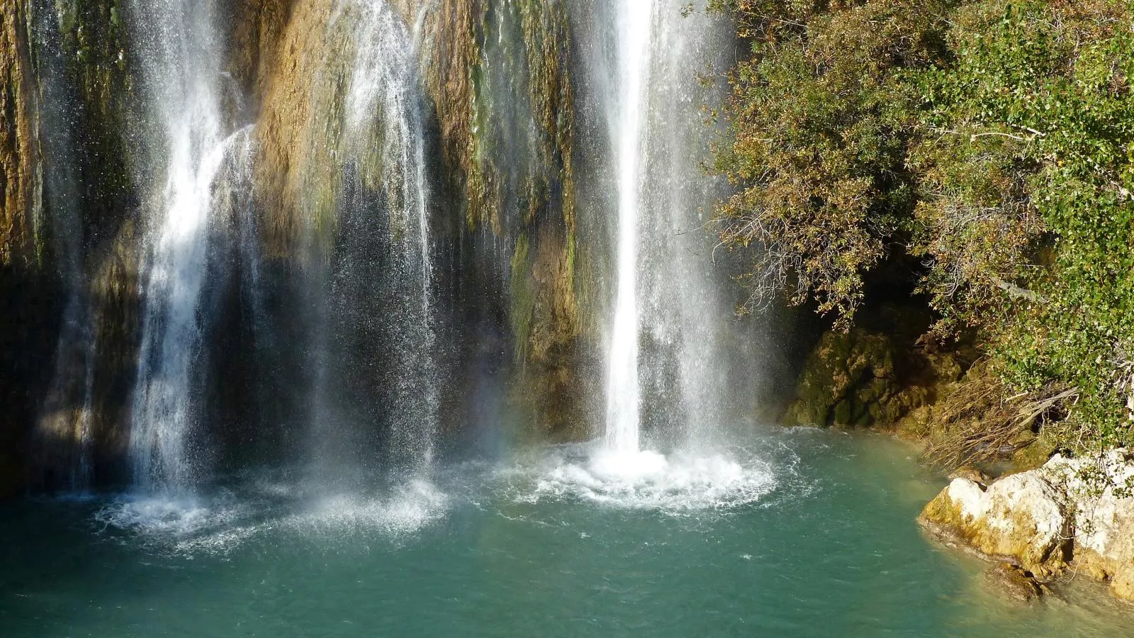 Lomandra - Areas within 5km in summer
