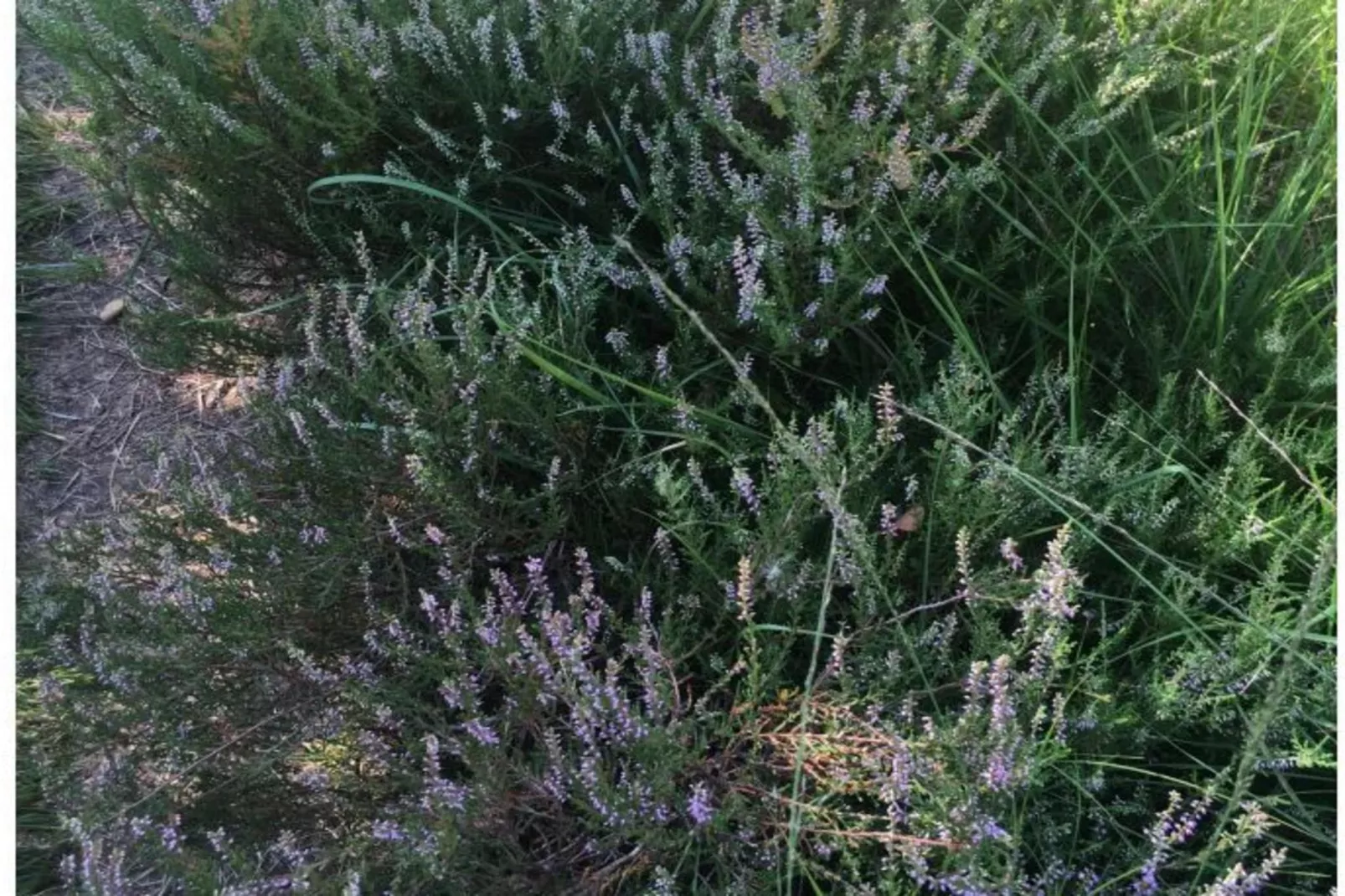 109045-Jardins en été