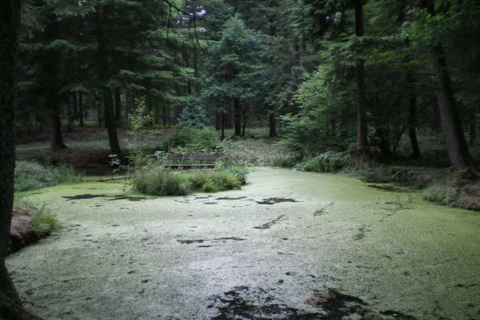 4315-Jardins en été