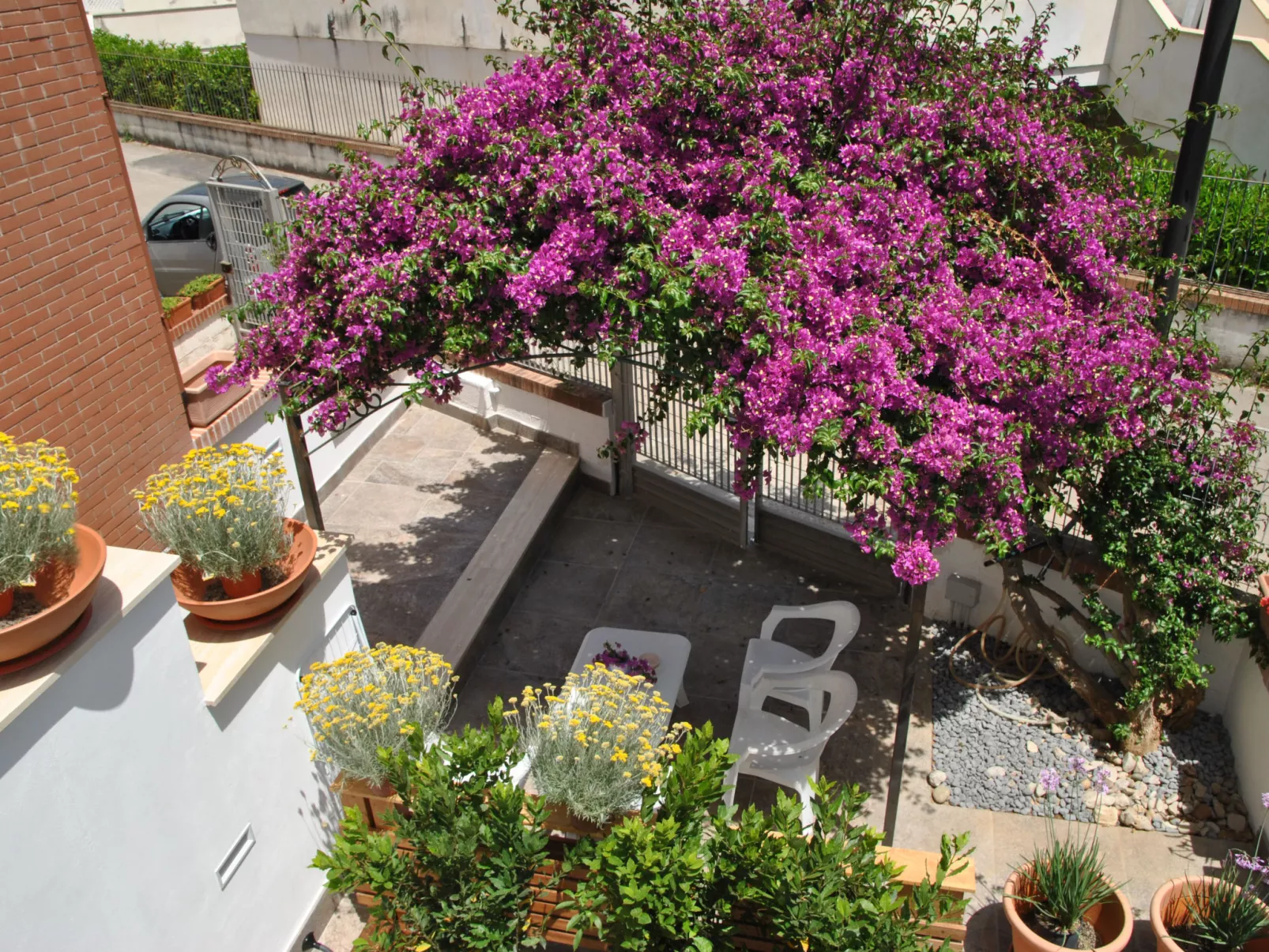 Bouganville - Draußen