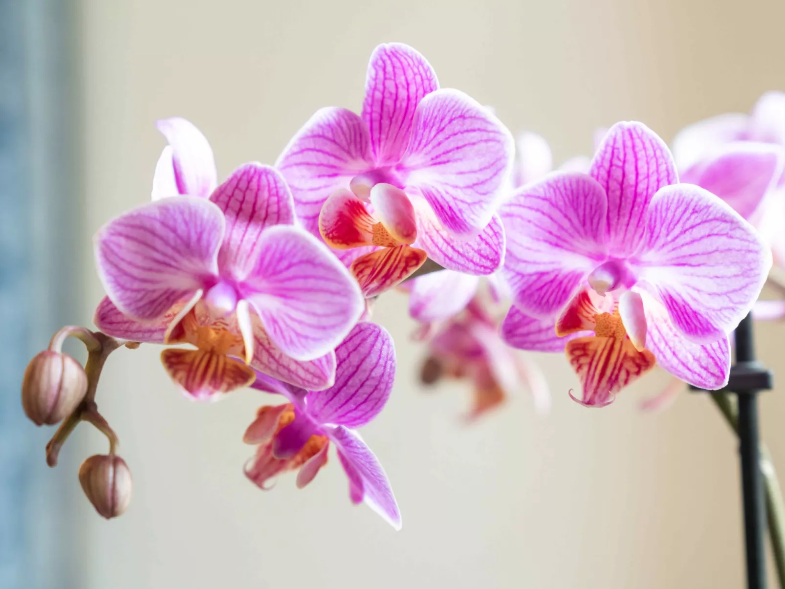 Chesa Michel Bernina - Dedans