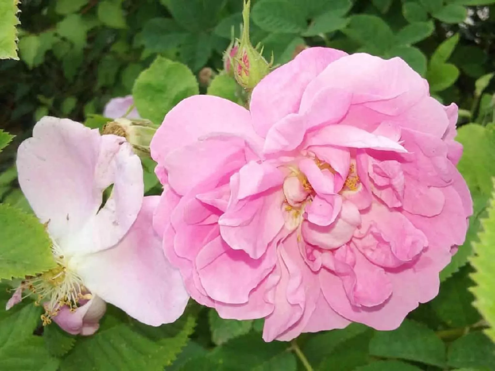 Locations-06 - Die Eugenie - Image-tags.info