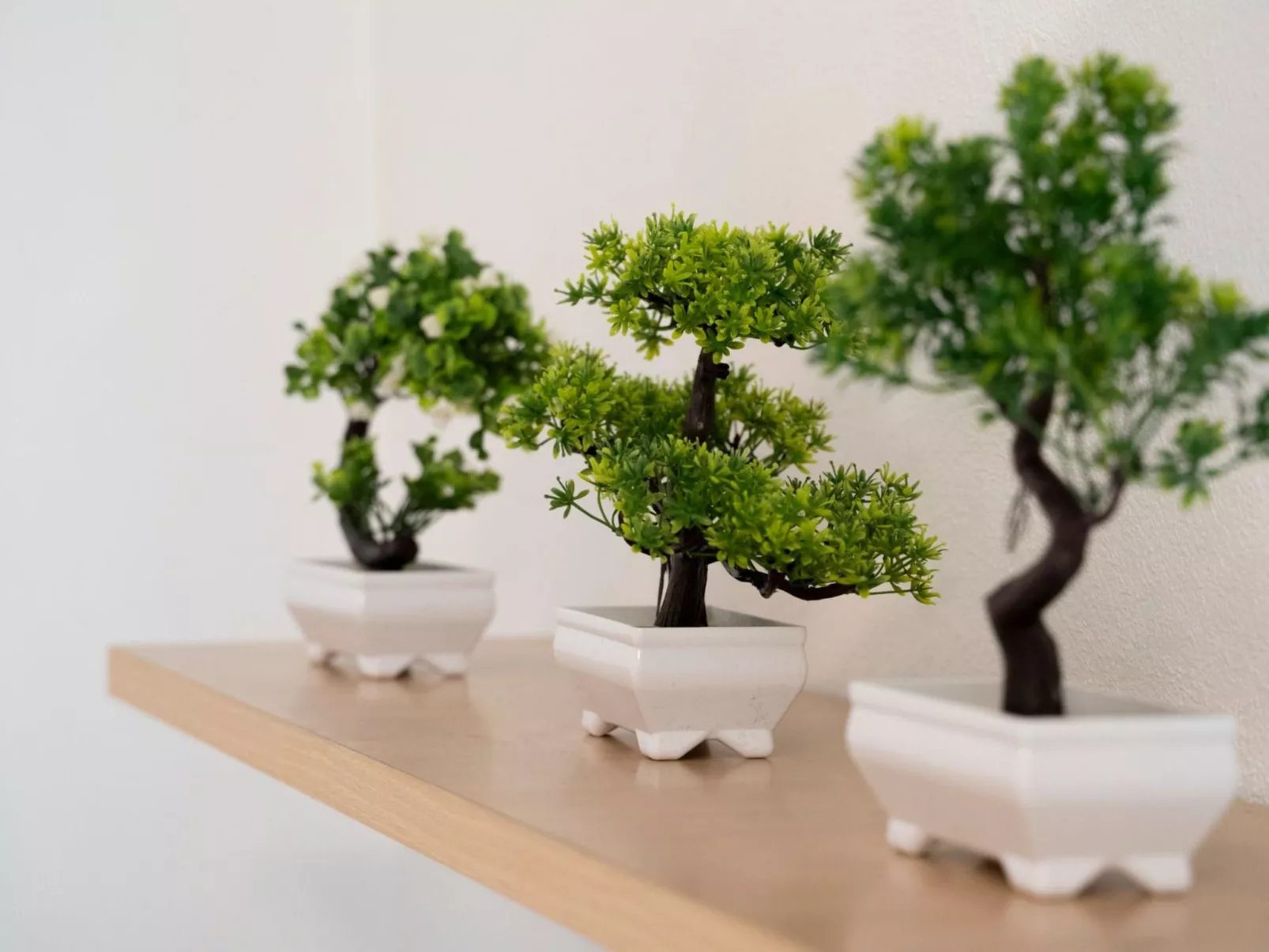 Der Bonsai - Drinnen