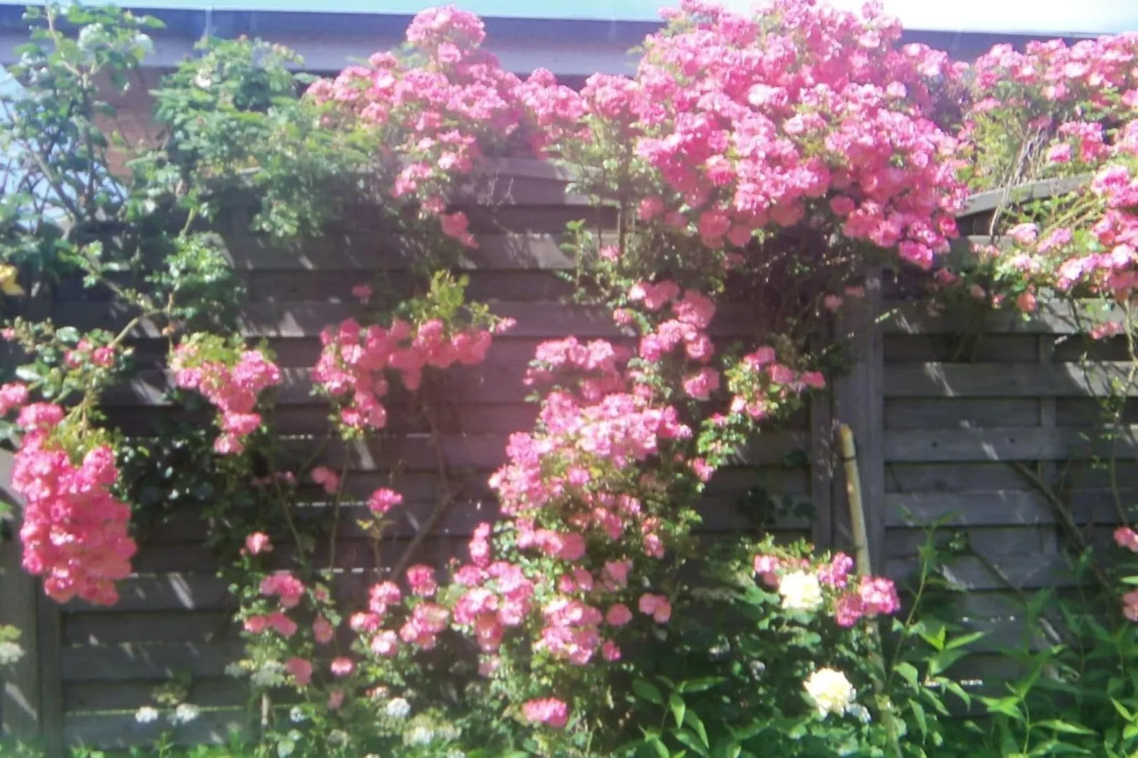 4627-Außenbereich Sommer