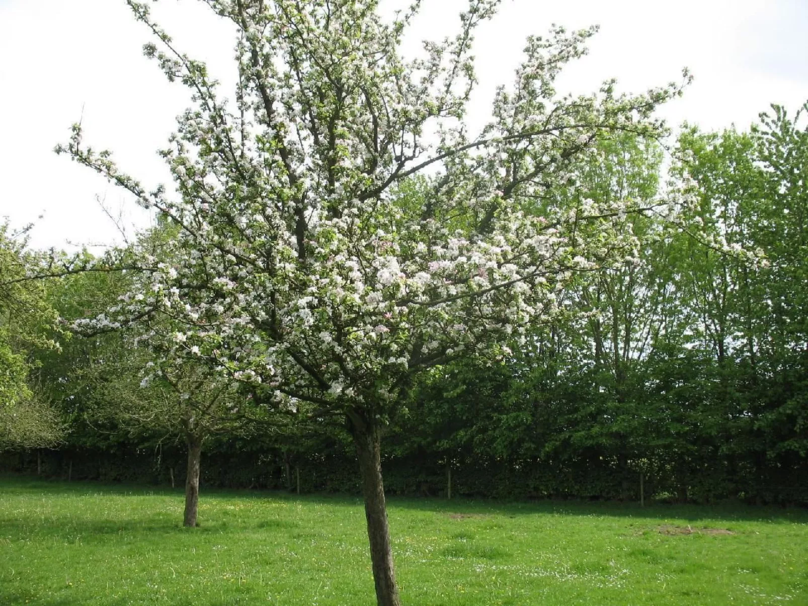 Unterkunft auf dem Bauernhof "La printanière" (Die Frühlingsfrau)-Dehors