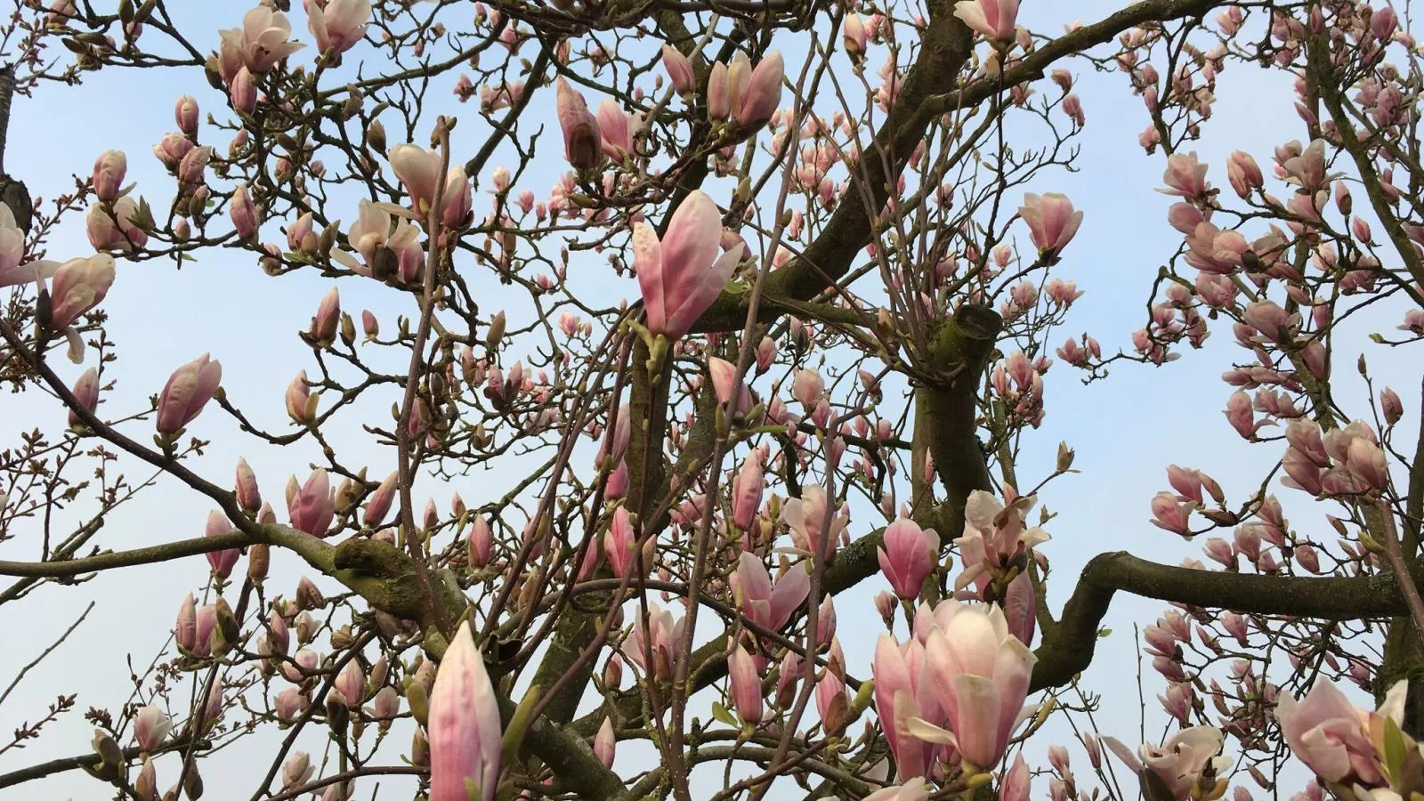 De Zomerbij - Outdoor