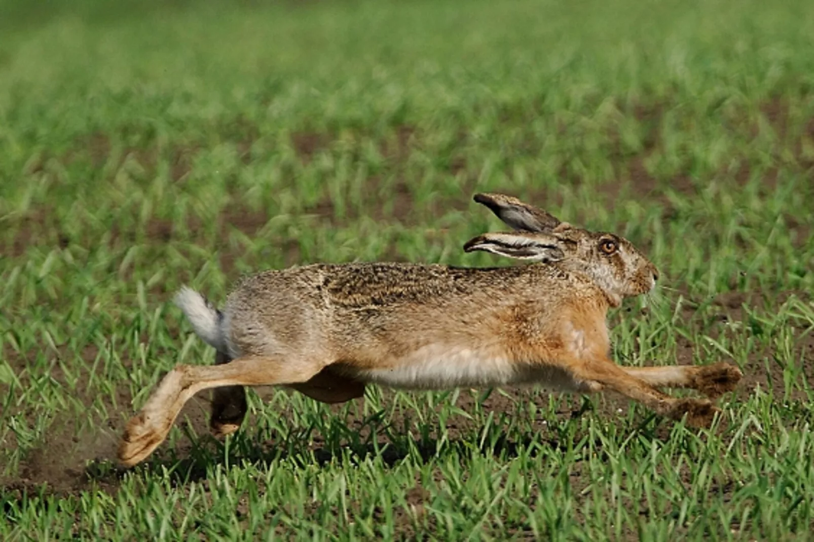 Casa Rosolina-Areas within 1km in summer