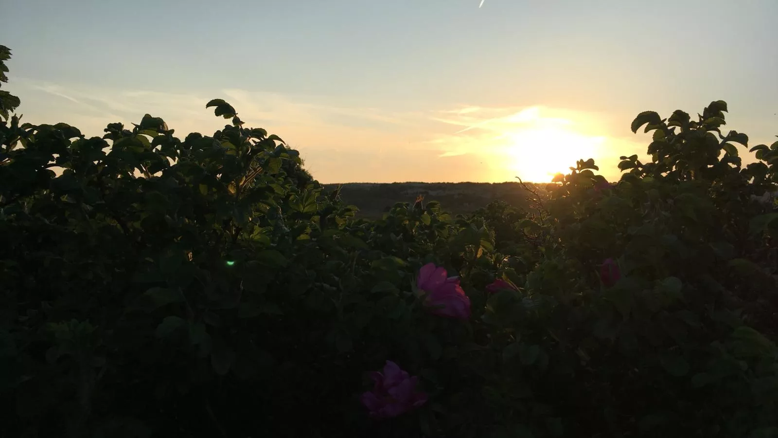 De Zomerbij - View in summer