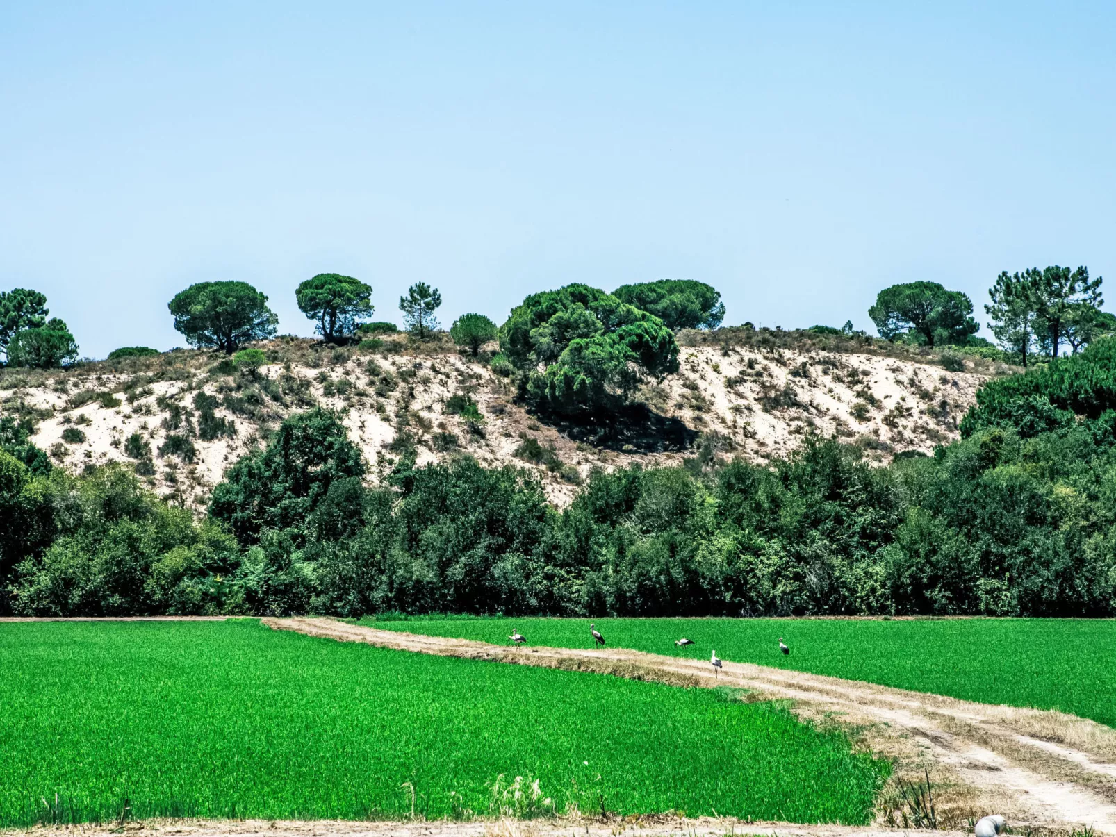 Villa Cegonha - Draußen