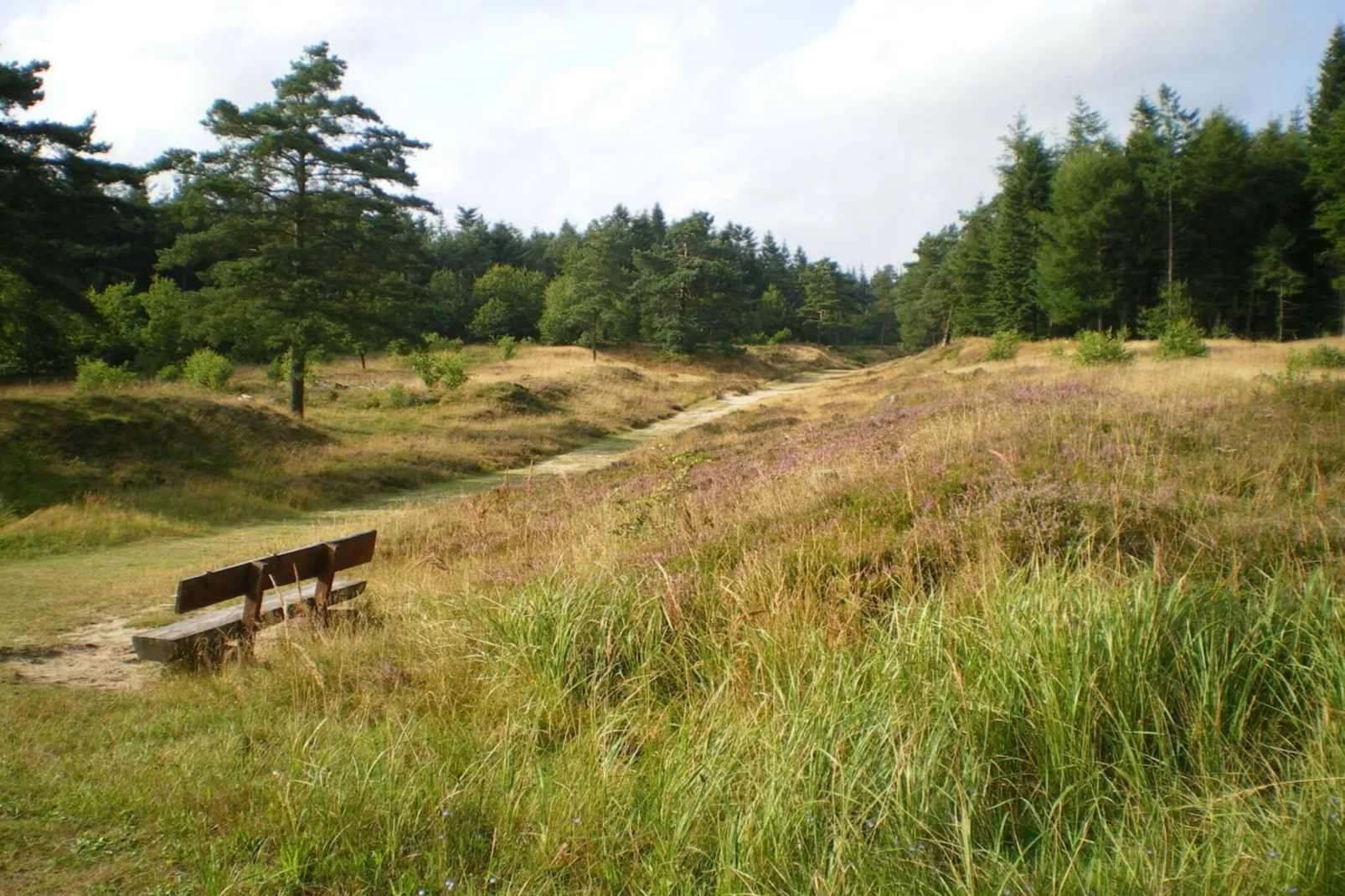 4315-Jardins en été