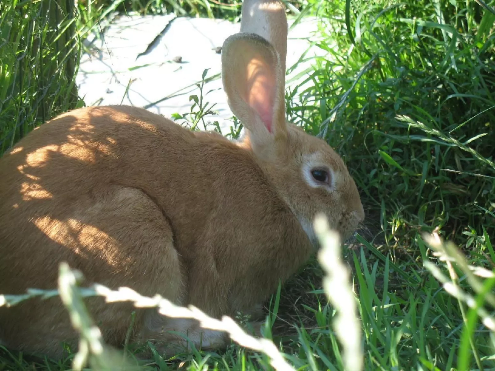 Unterkunft auf dem Bauernhof "La printanière" (Die Frühlingsfrau)-Image-tags.info