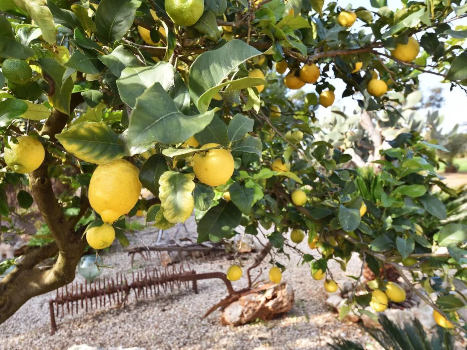 Hort de sa Barrala - Draußen