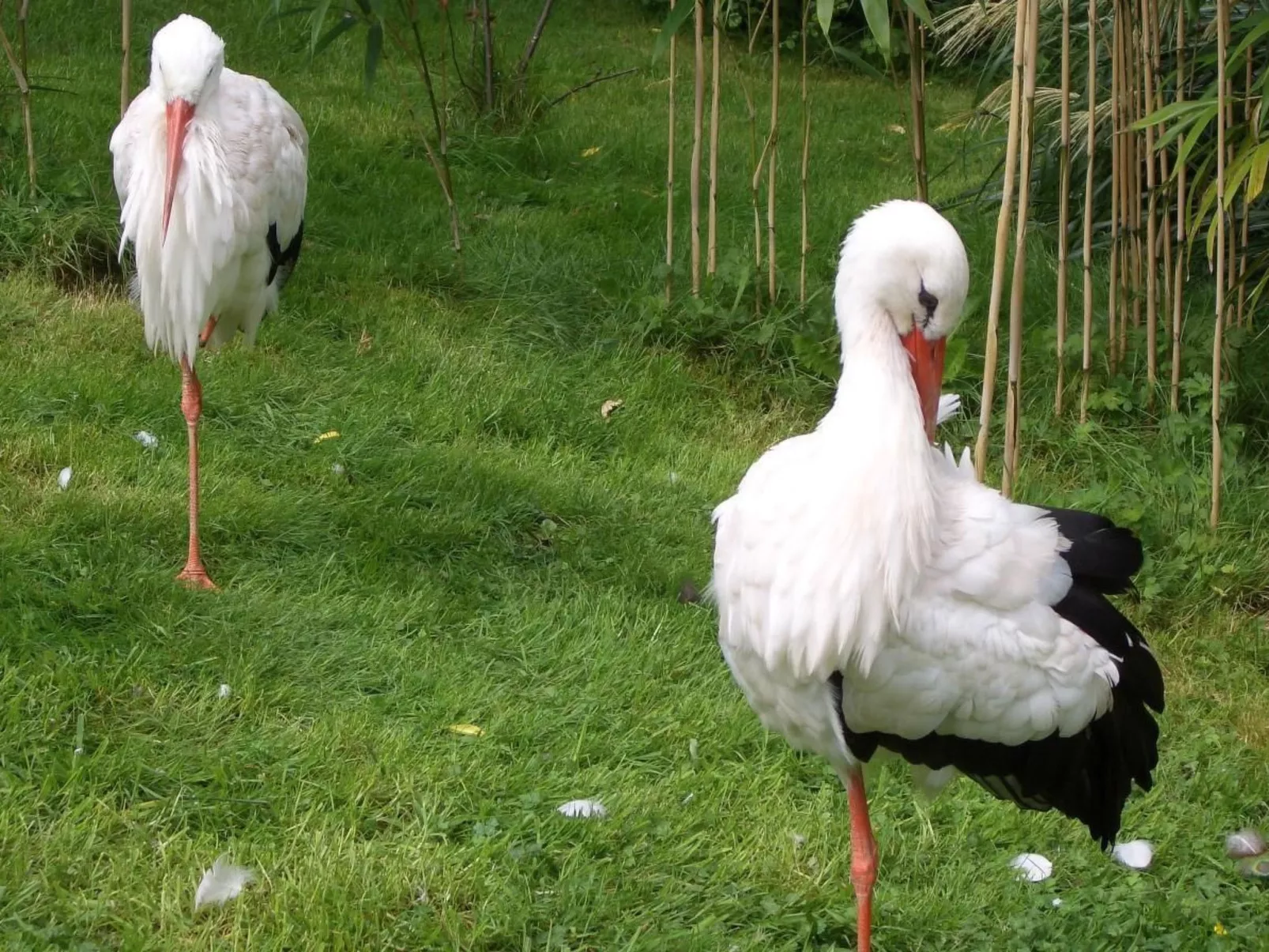 Haus Stella Maris mit Bootssteg - All Inklusive - Image-tags.info