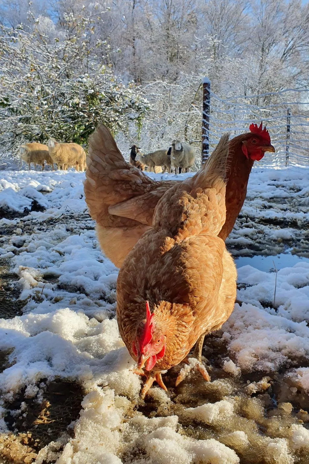 Appartement Apollo in der Wohlfühloase am Trausdorfberg mit Sauna Whirlpoolnutz-Image-tags.info