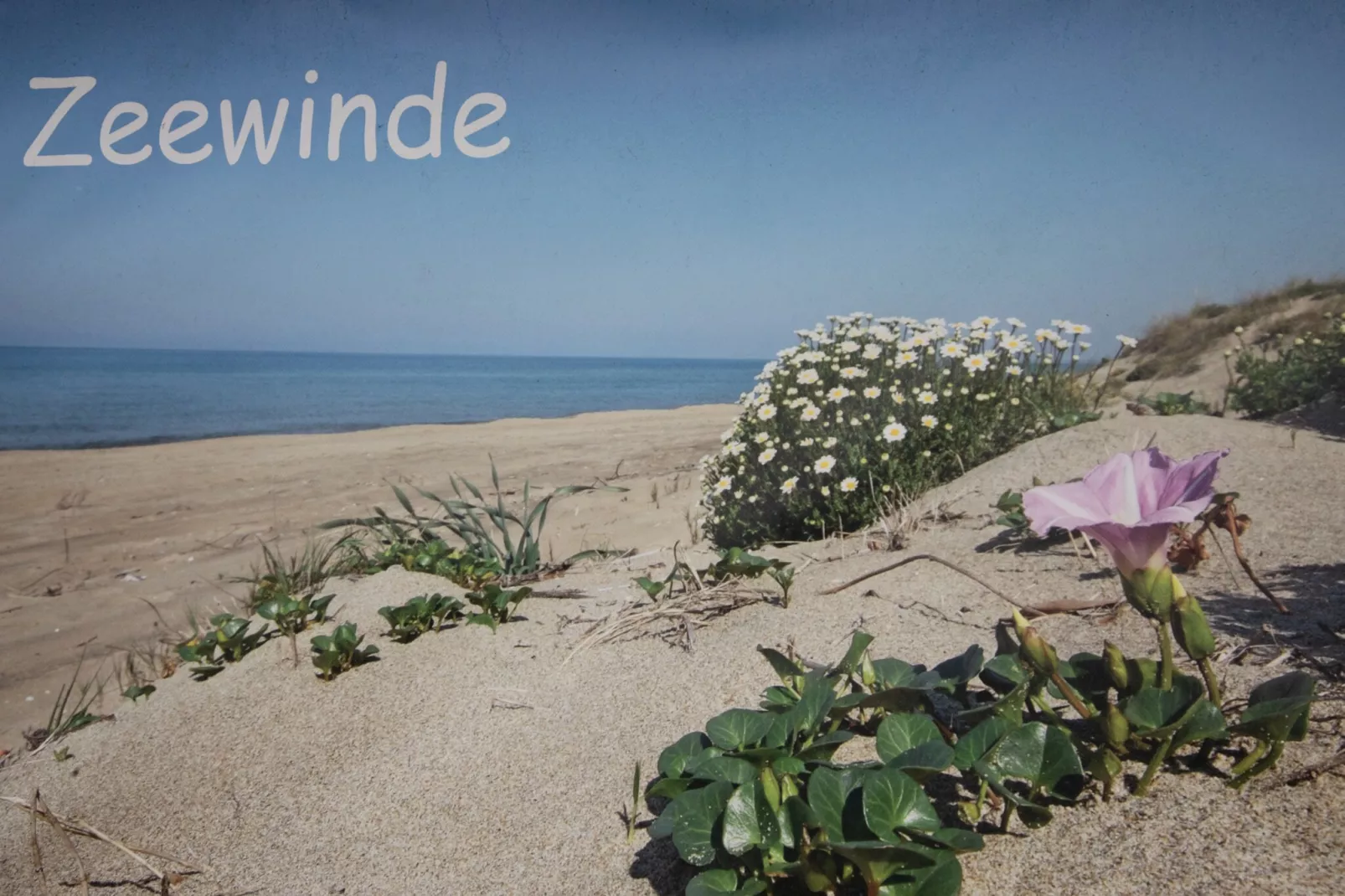 Zonnedorp 17 Zeewinde Renesse: Comfortable holiday home near the beach-Nicht zugeordnet