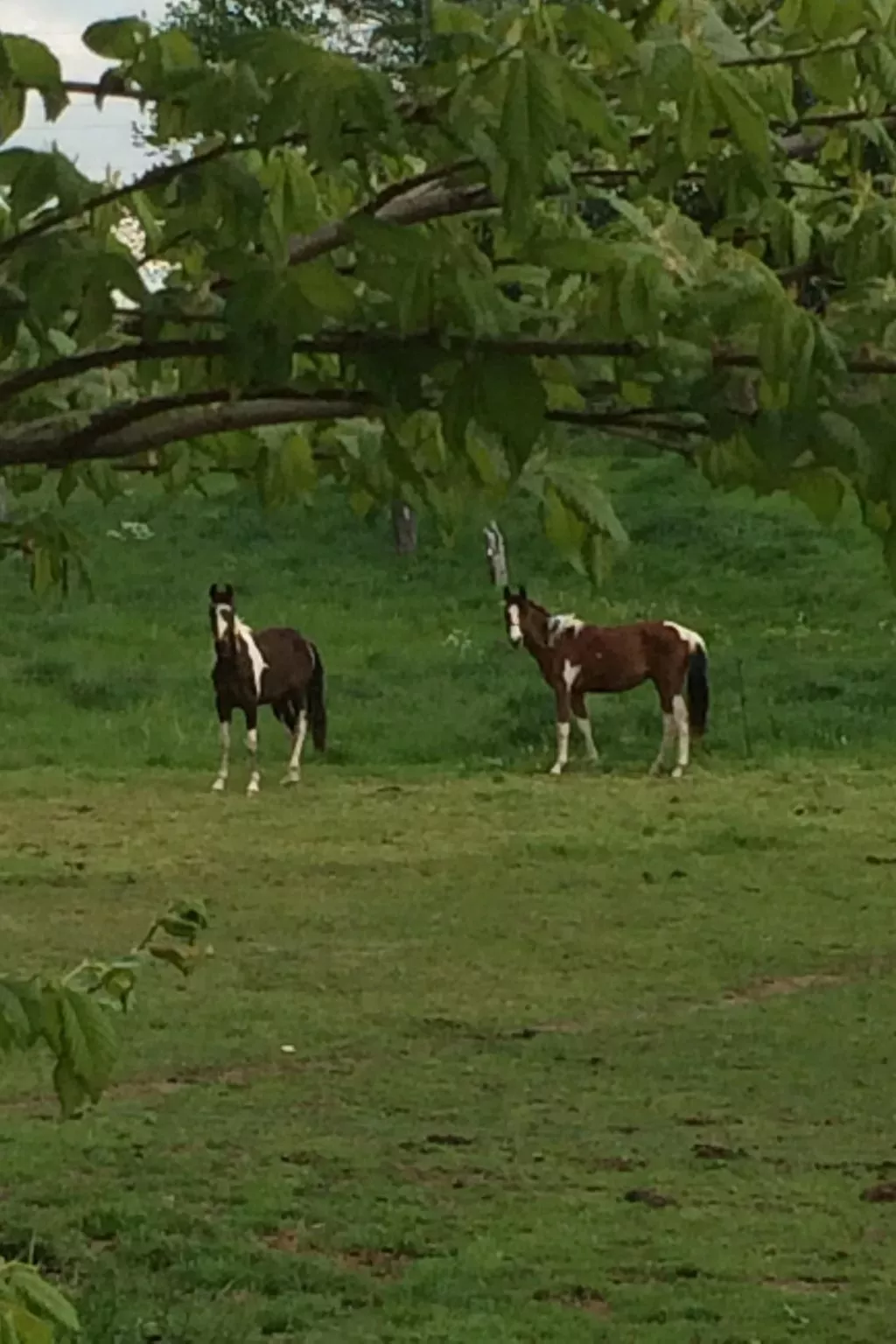 Pleissenhaus - Image-tags.info