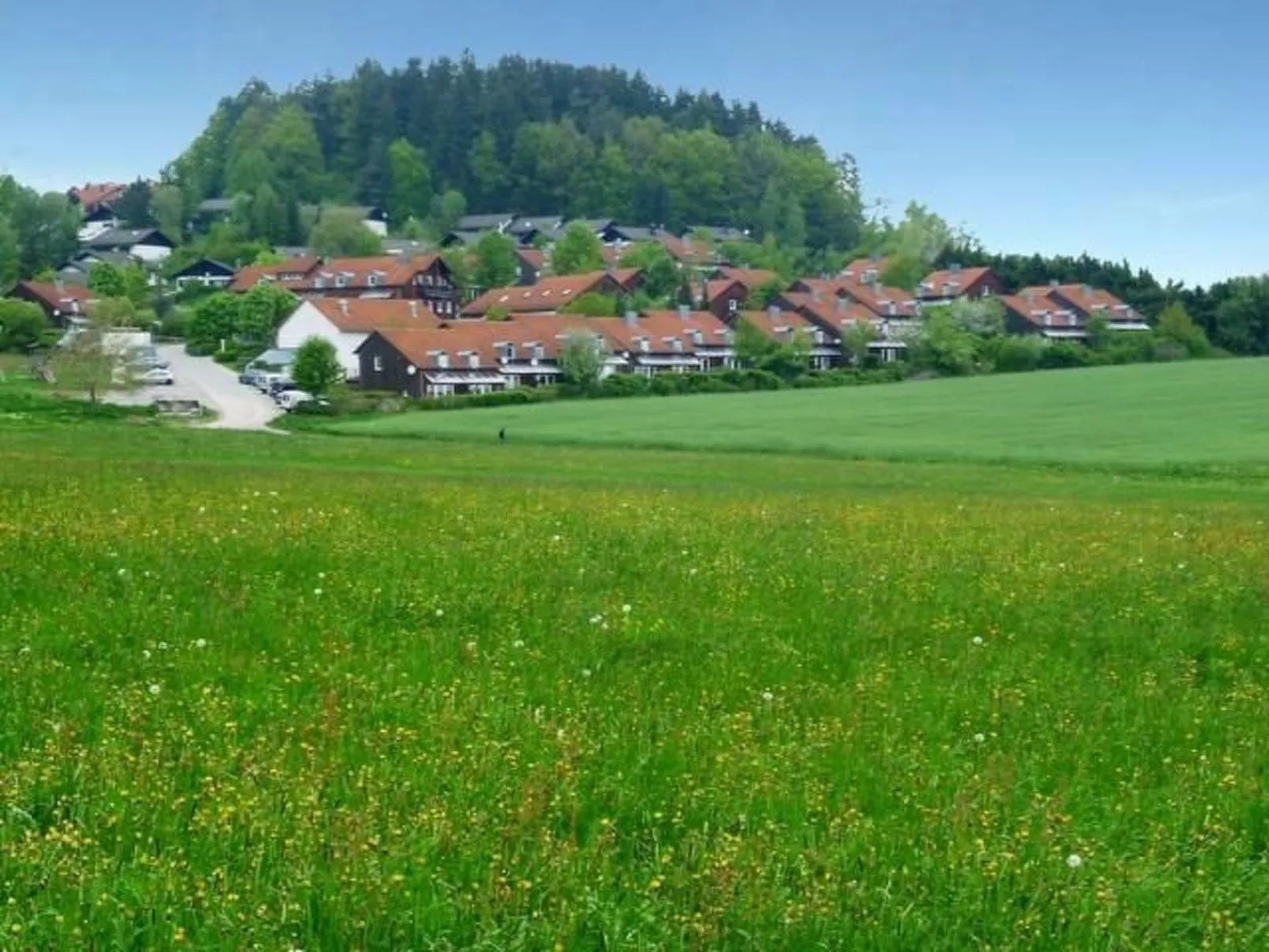 Livi - Image-tags.info