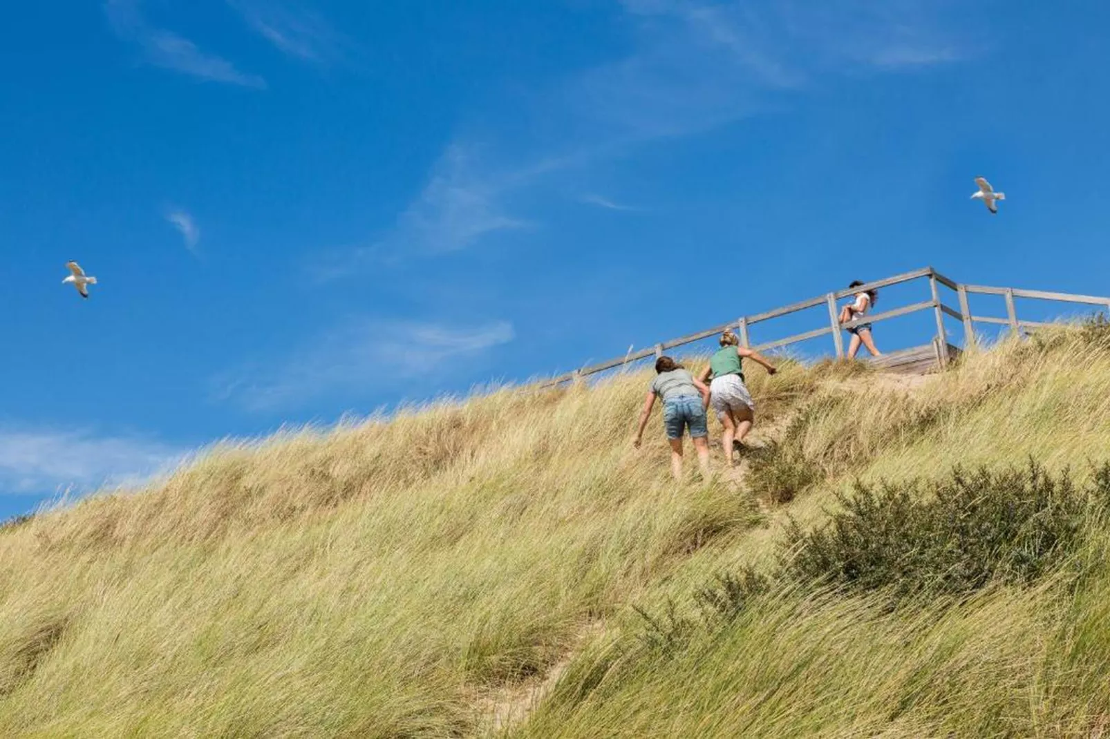 Slaapstrandhuisje - Strand dishoek 68  Dishoek-Areas within 20km in summer