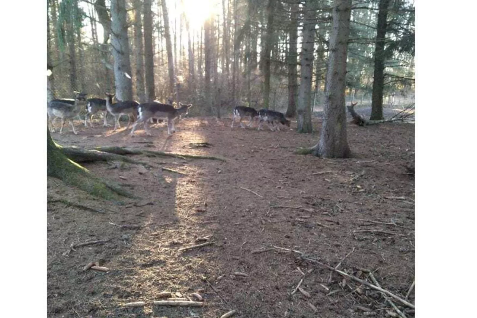 4315-Jardins en été