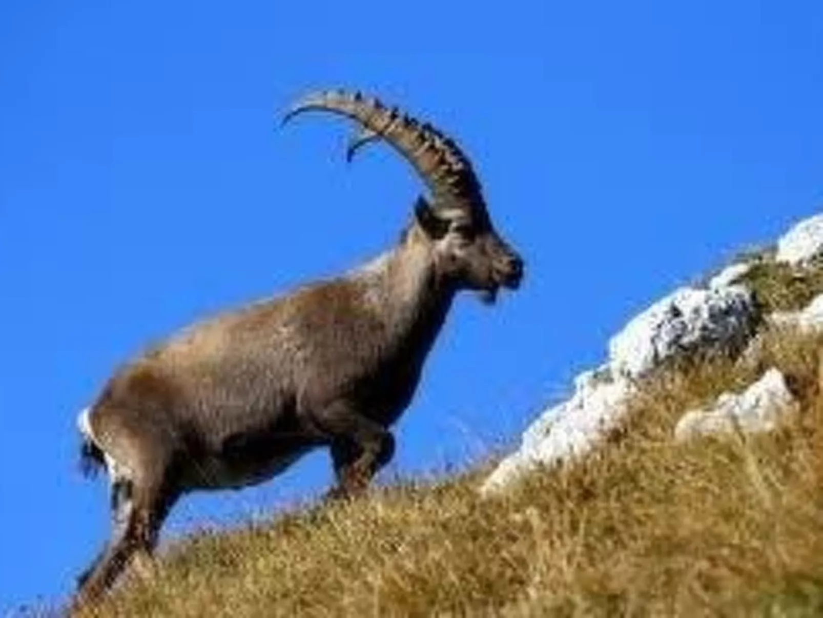 Mit Balkon - Image-tags.info