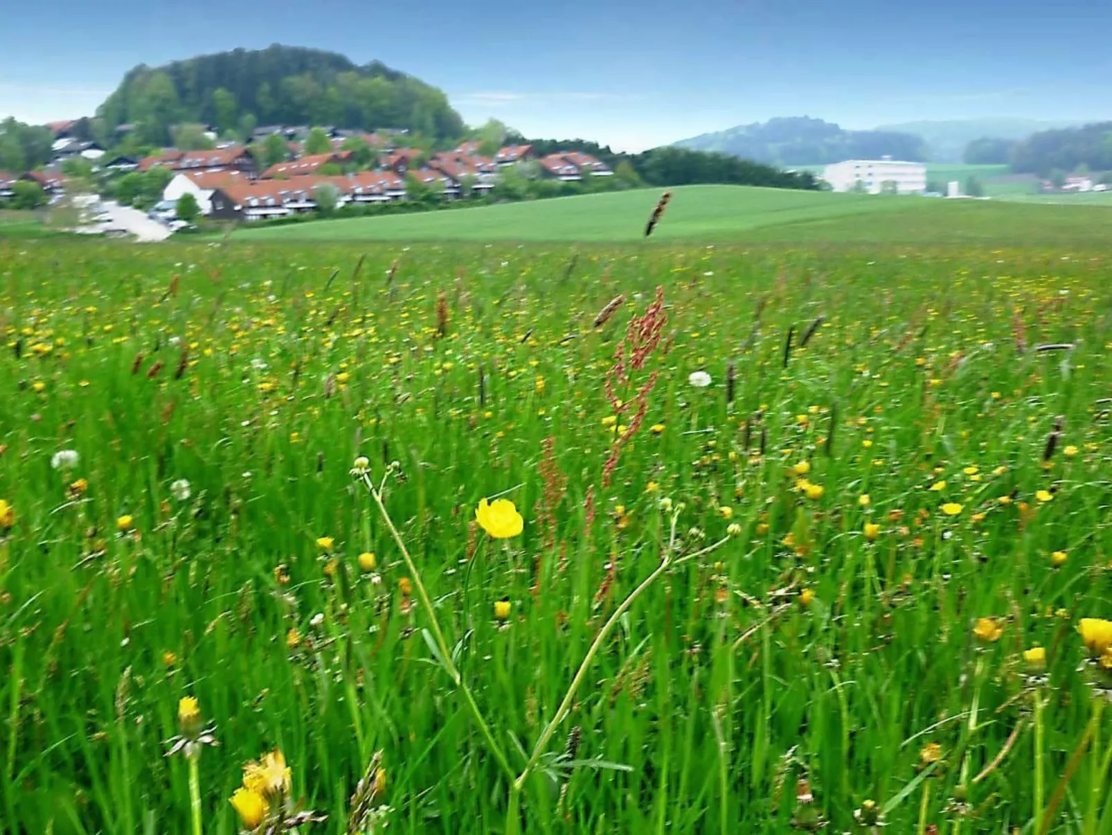 Livi - Image-tags.info