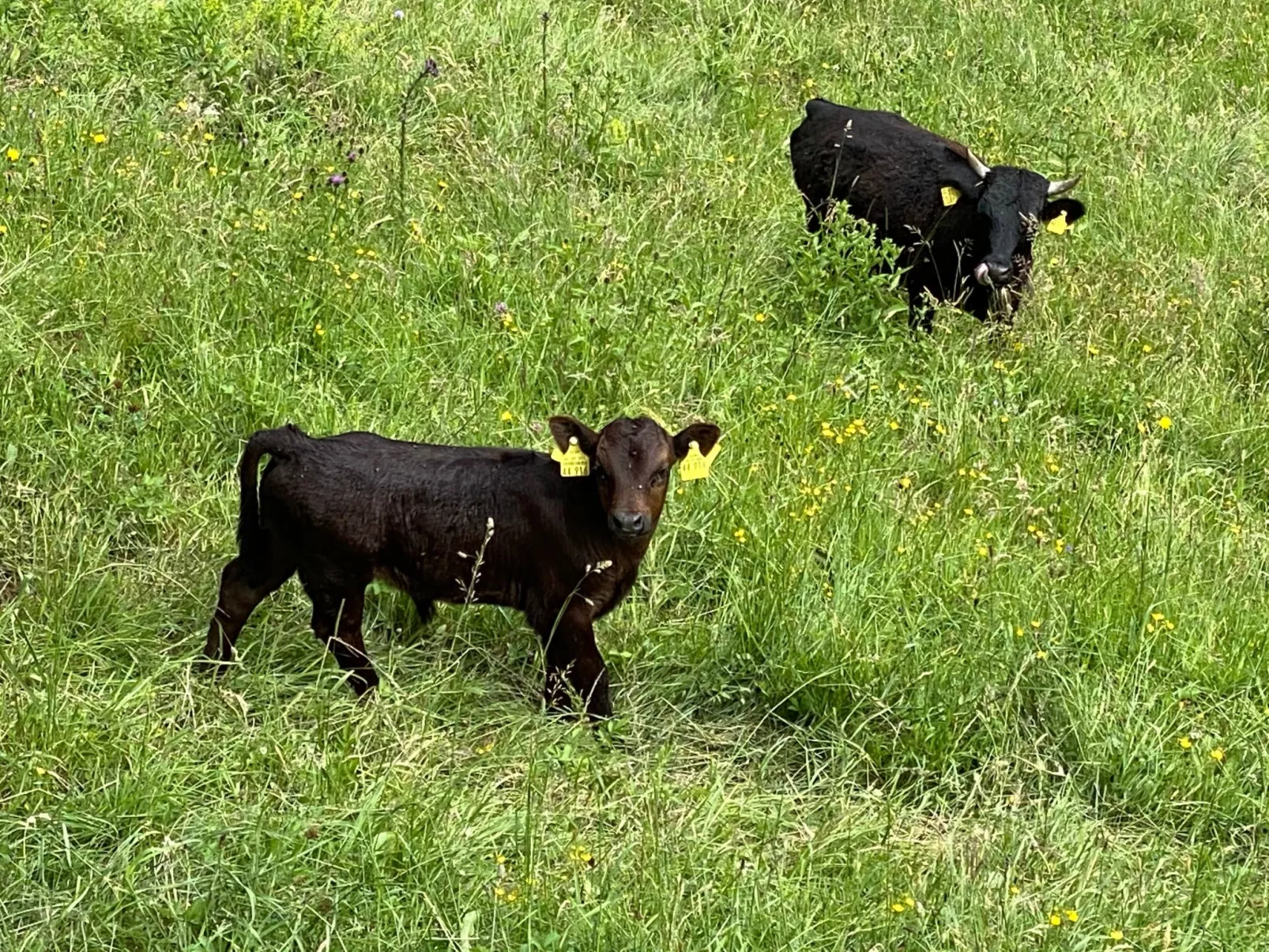 FeWO Allgäu Chalet - gemütliche Hüttenatmosphäre und Schwimmbad und Sauna im Ha - Image-tags.info