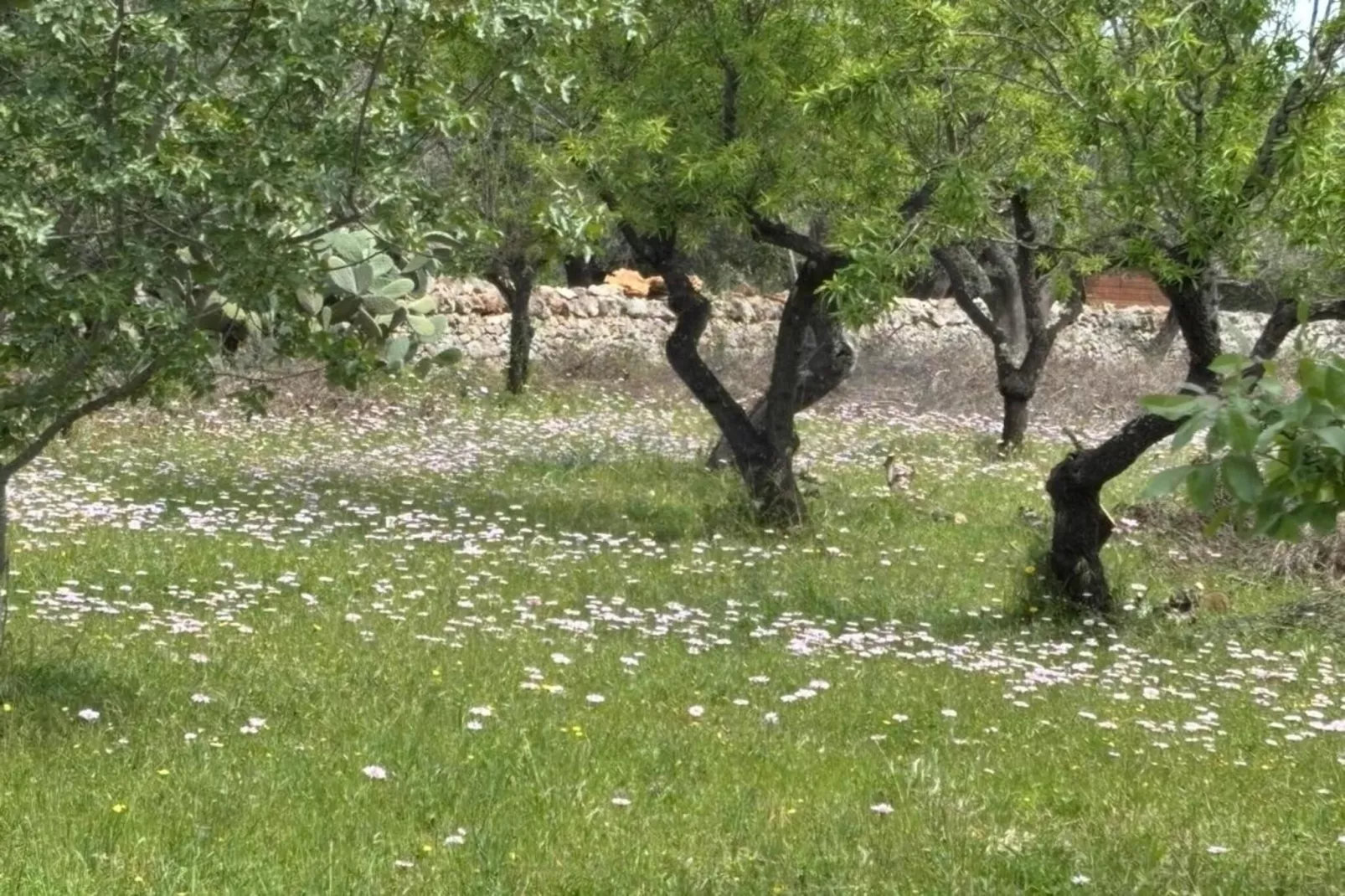 Villa Charme - Garten Sommer