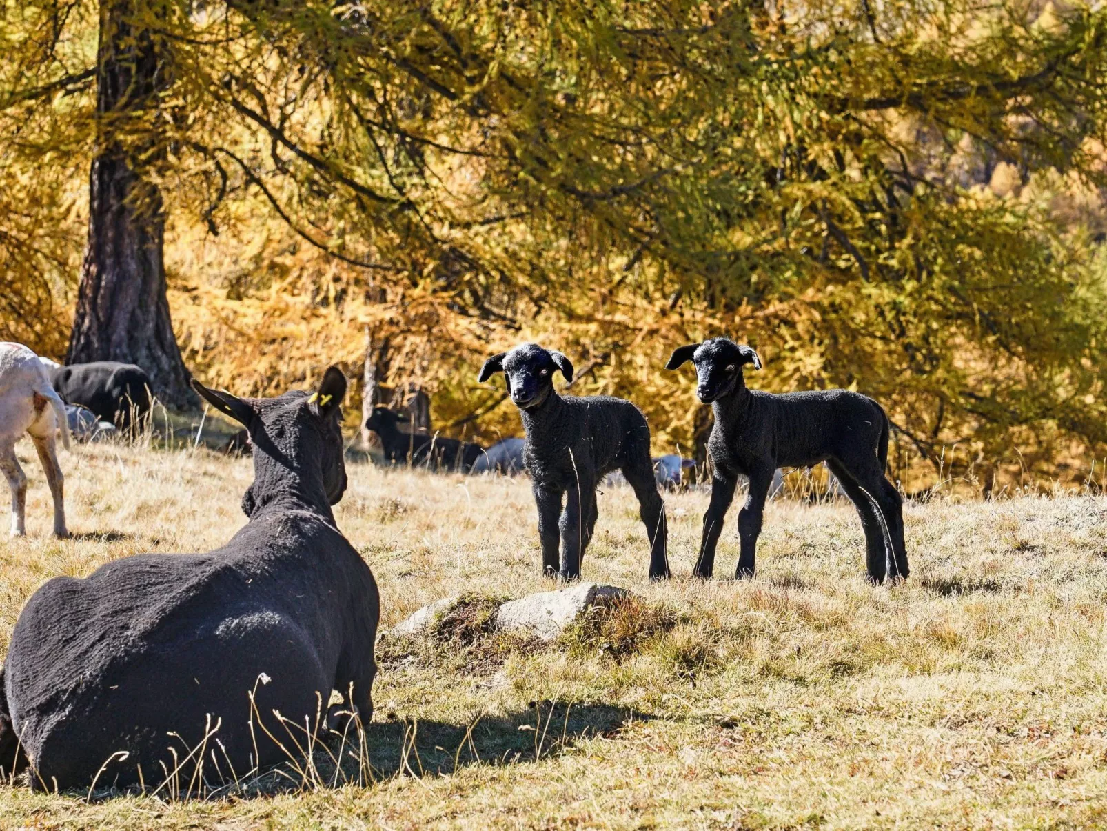 Chalet 1679 - Outside