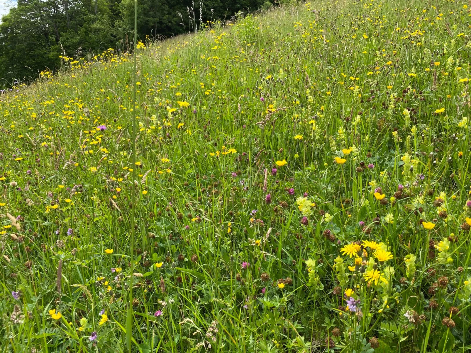 FeWO Allgäu Chalet - gemütliche Hüttenatmosphäre und Schwimmbad und Sauna im Ha - Image-tags.info