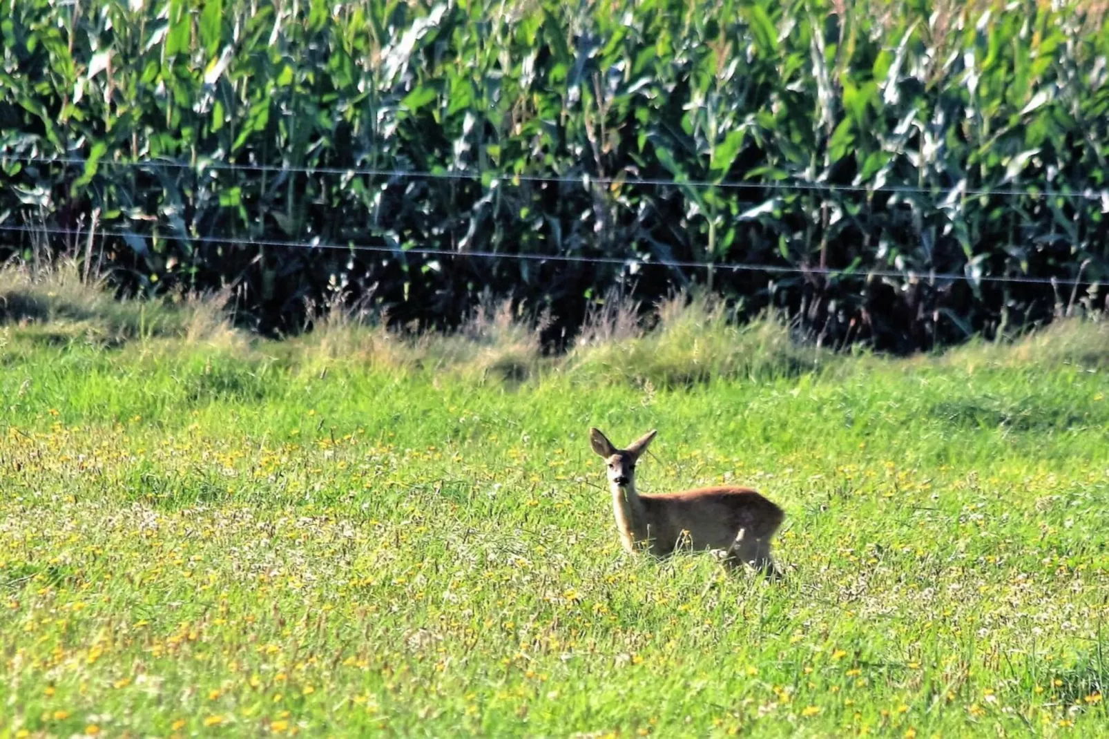 142985-Jardins en été