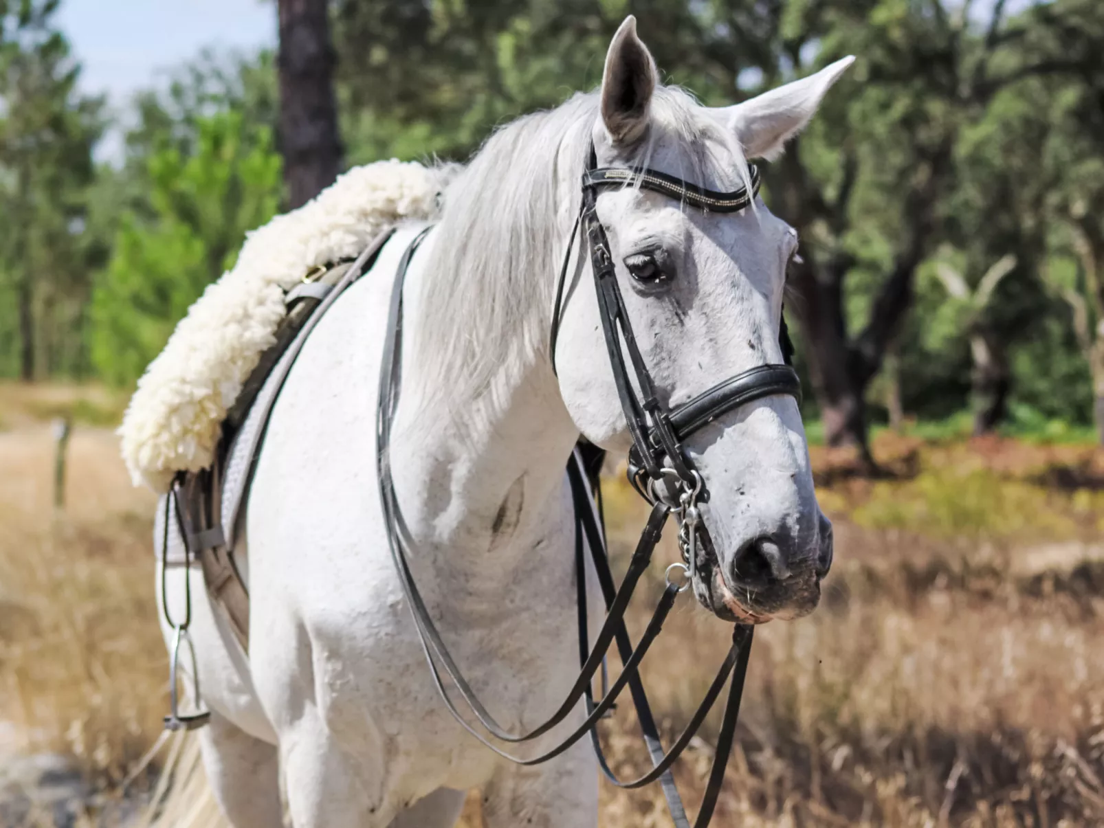 Villa Cegonha - Draußen