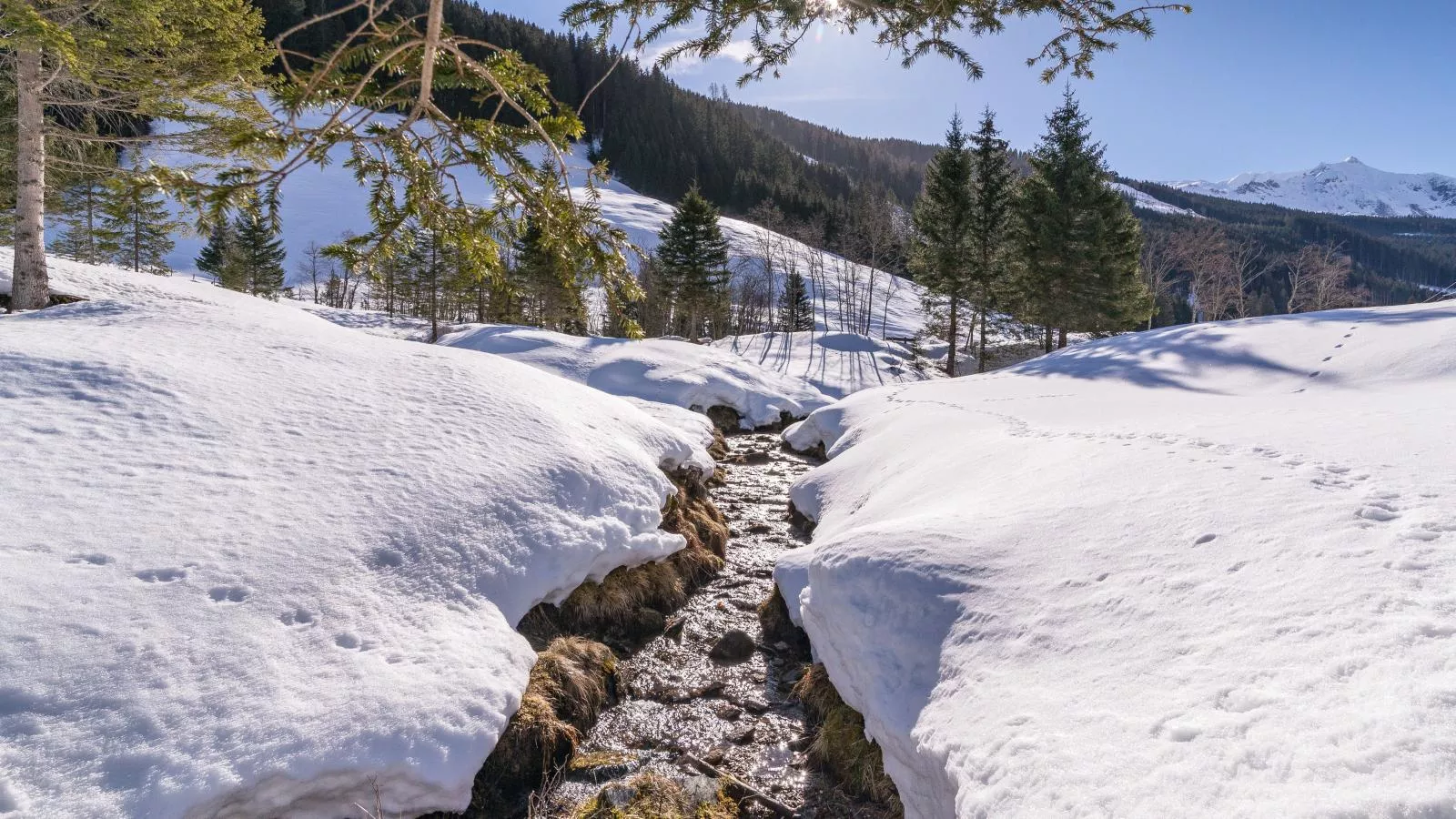 Barney M-Area within 1km in winter