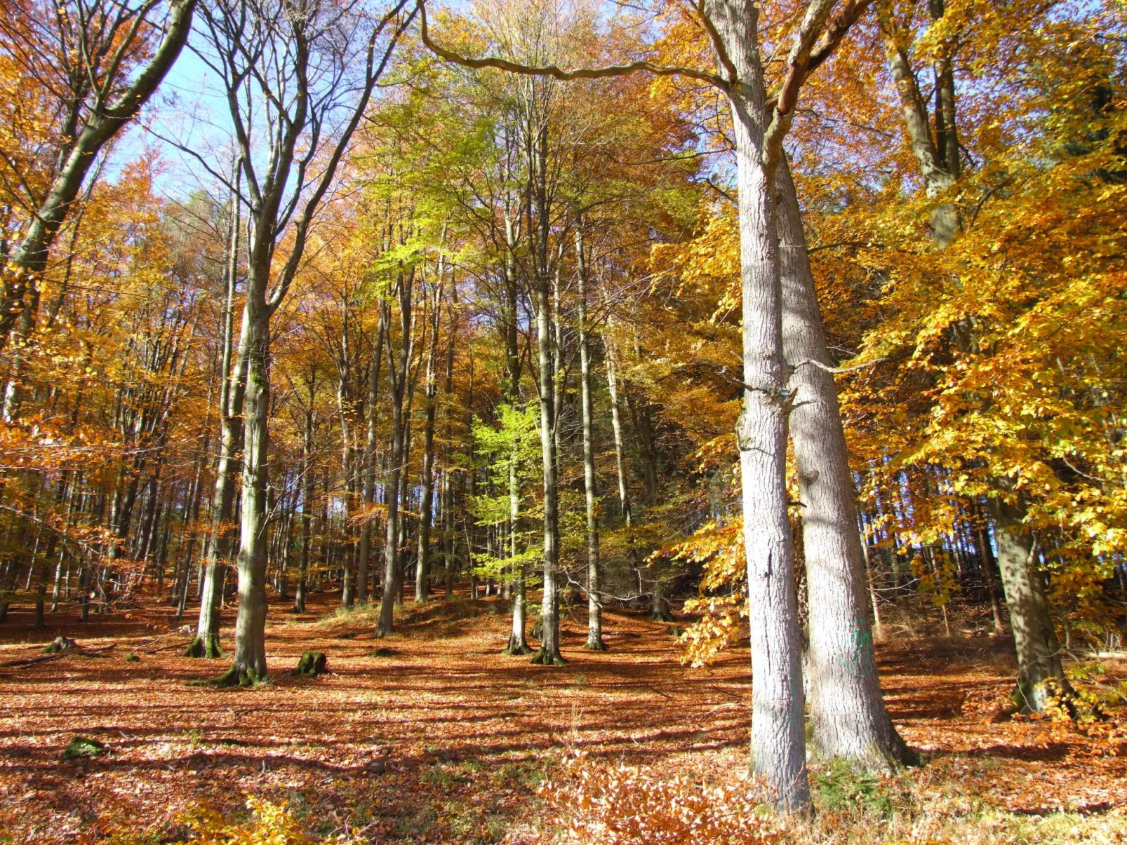 Fachwerkliebe - Image-tags.info